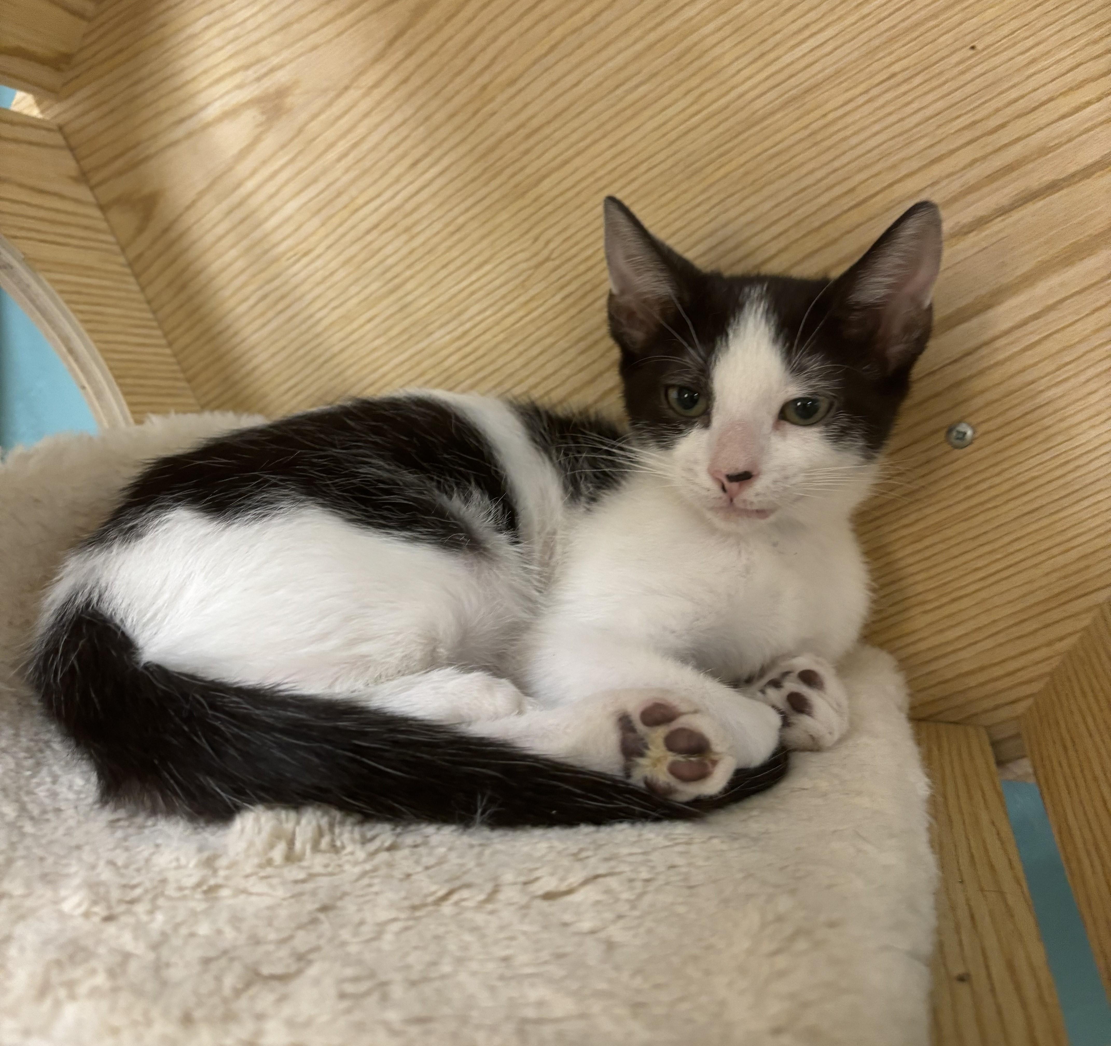 Enlarge Dottie, a Adoptable Domestic Short Hair in Whittier, CA image 6/6