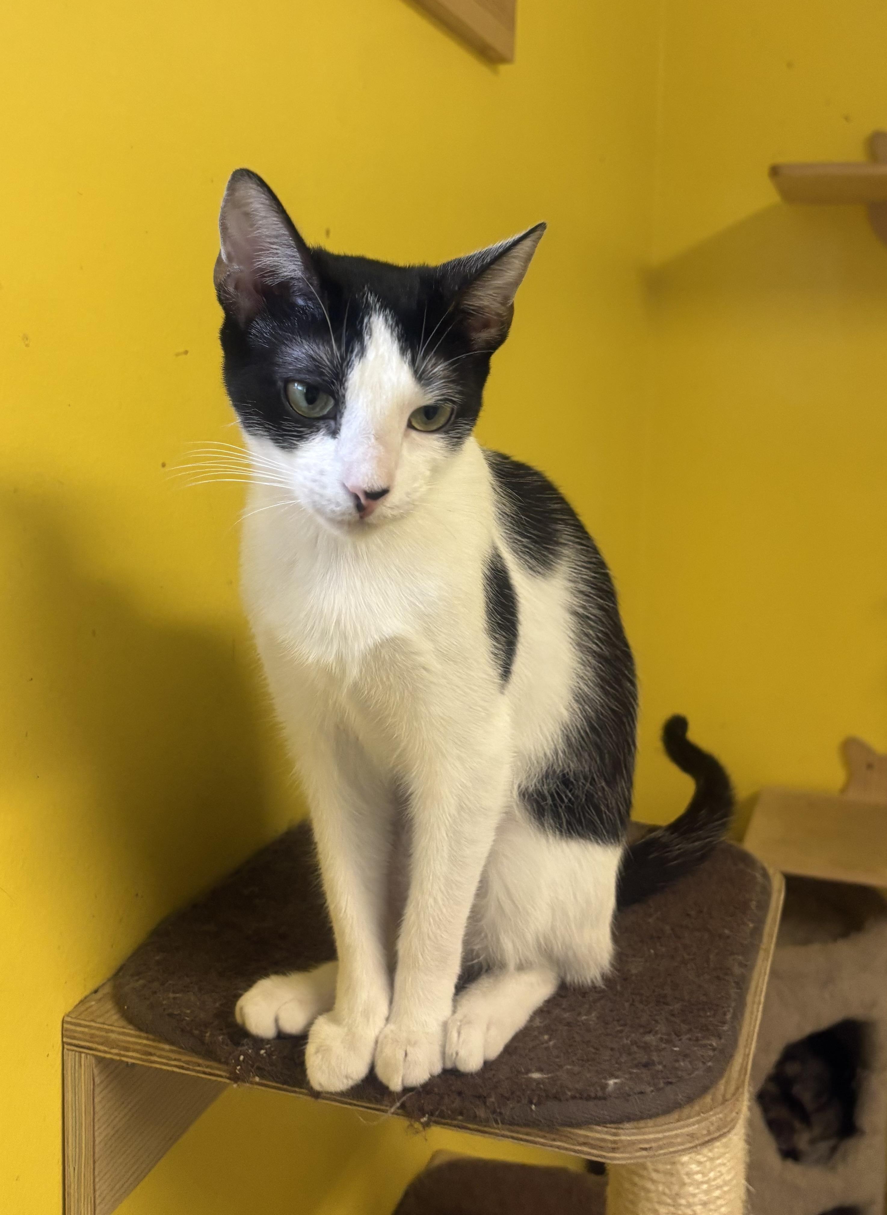 Dottie, Adoptable, Young Female Domestic Short Hair.