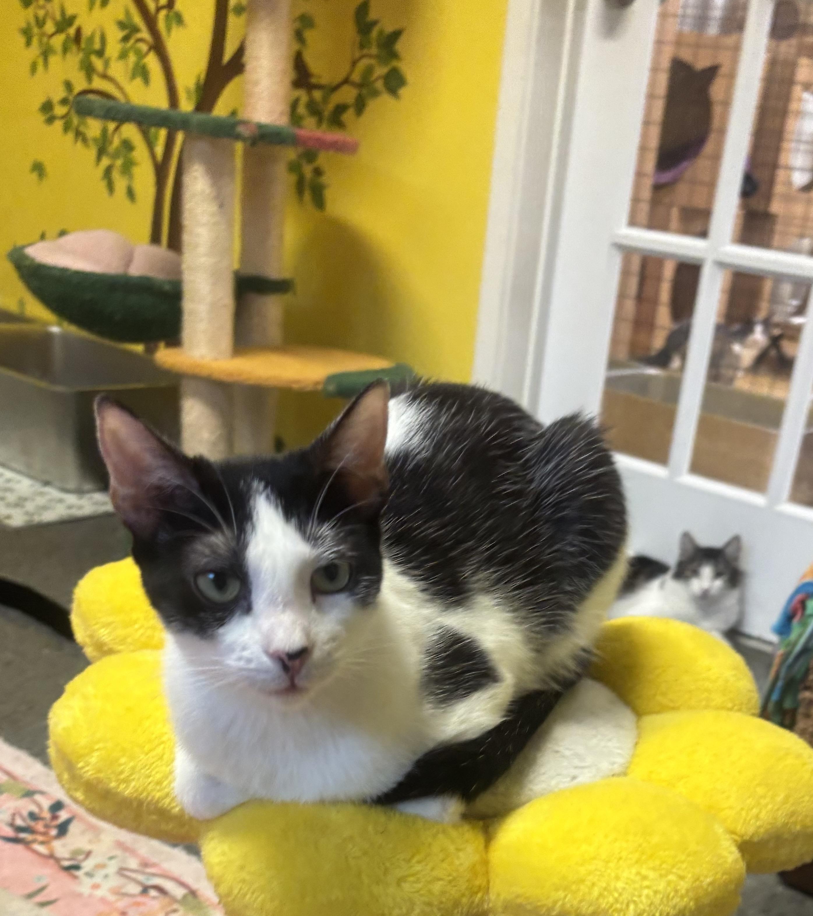 Enlarge Dottie, a Adoptable Domestic Short Hair in Whittier, CA image 1/6