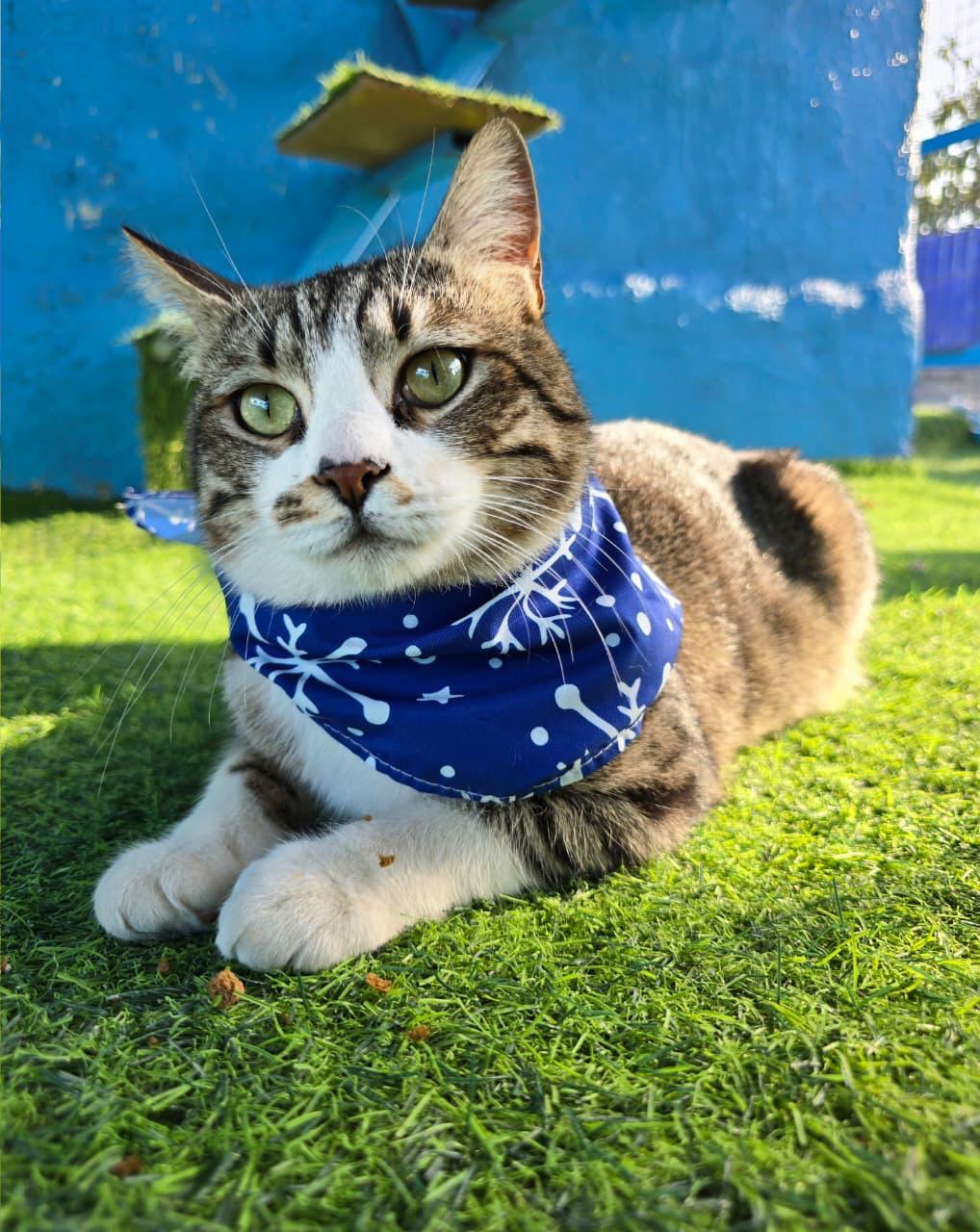 Storm, a Kitty that will Shower You with Love, a Adoptable mixed breed in Somerset, NJ image 1/6