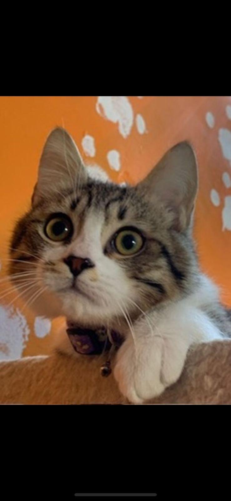 Storm, a Kitty that will Shower You with Love, a Adoptable mixed breed in Somerset, NJ image 5/6