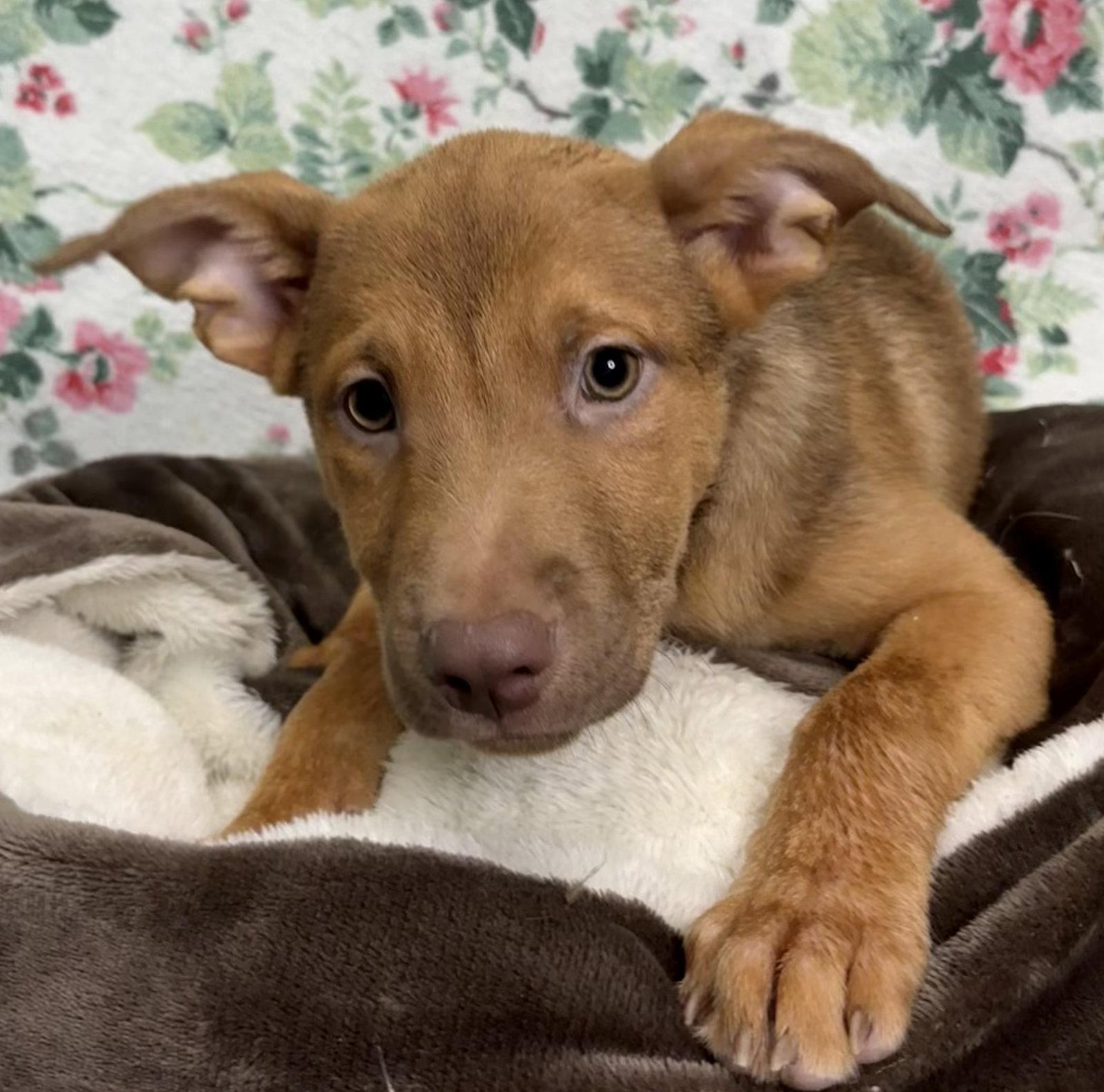 Enlarge 261235  Cooper, a Adoptable Shepherd in Wetumpka, AL image 1/2