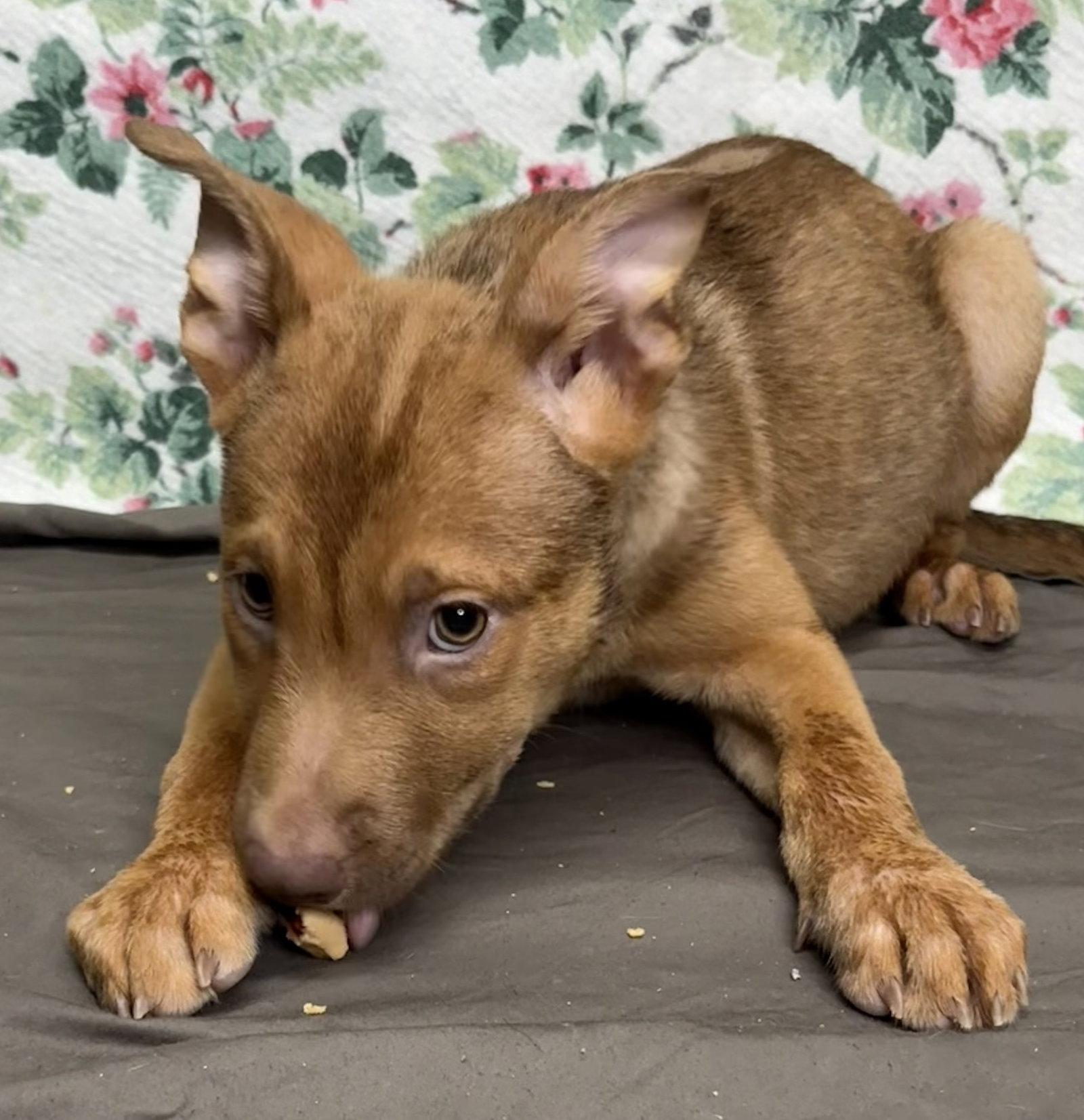 Enlarge 261235  Cooper, a Adoptable Shepherd in Wetumpka, AL image 2/2