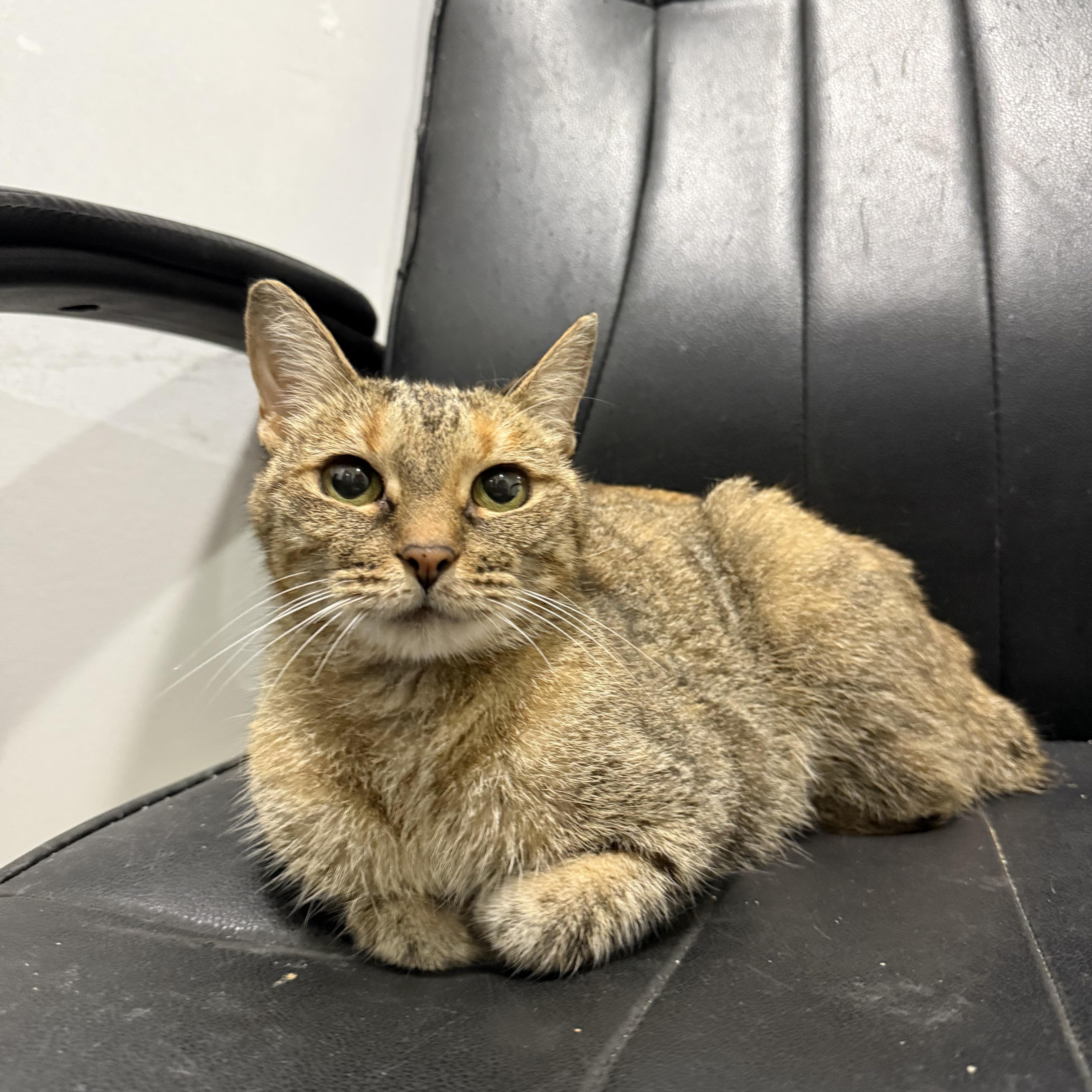 Bobbie, Adopted, Adult Female American Bobtail.