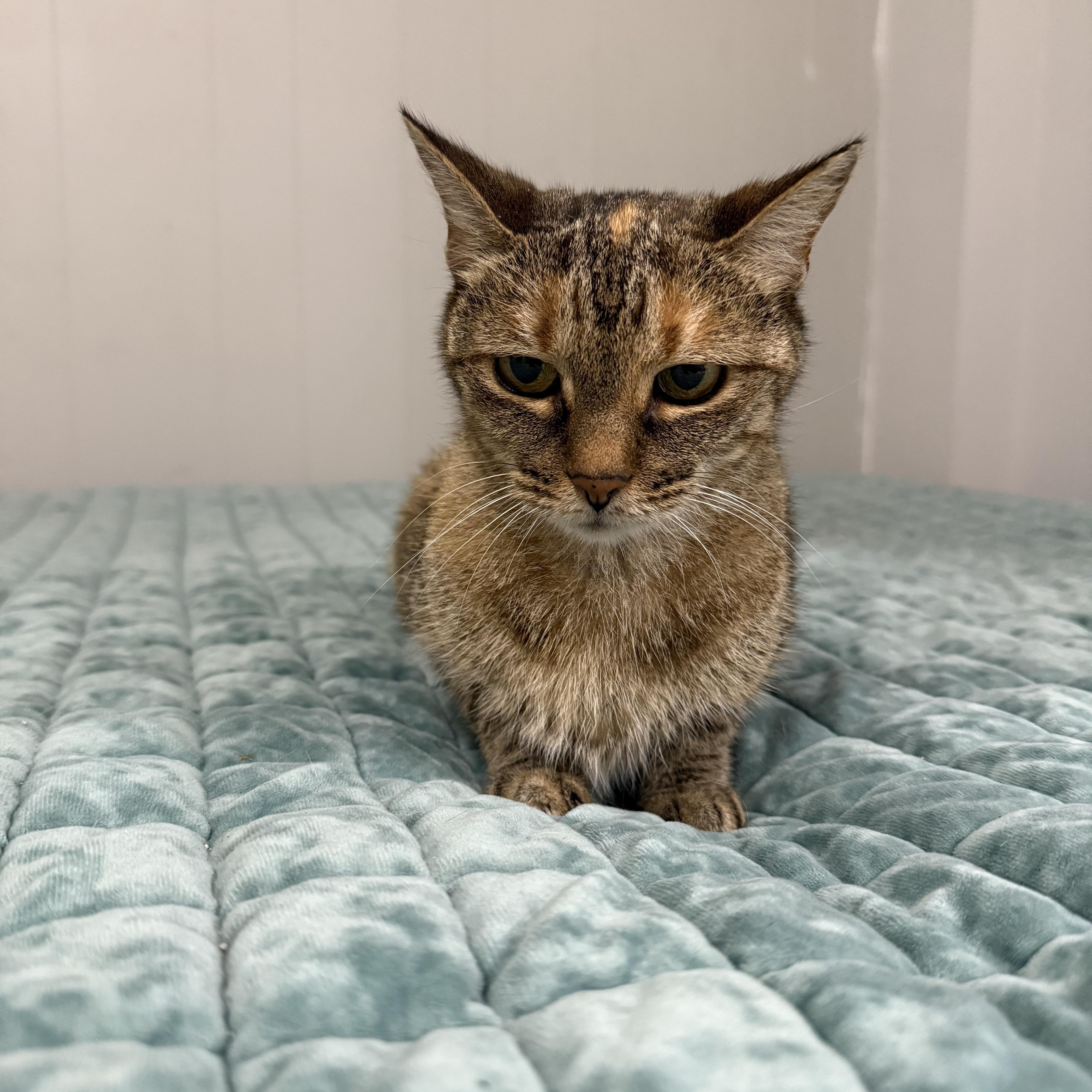 Enlarge Bobbie, a Adopted American Bobtail in Tallahassee, FL image 2/4