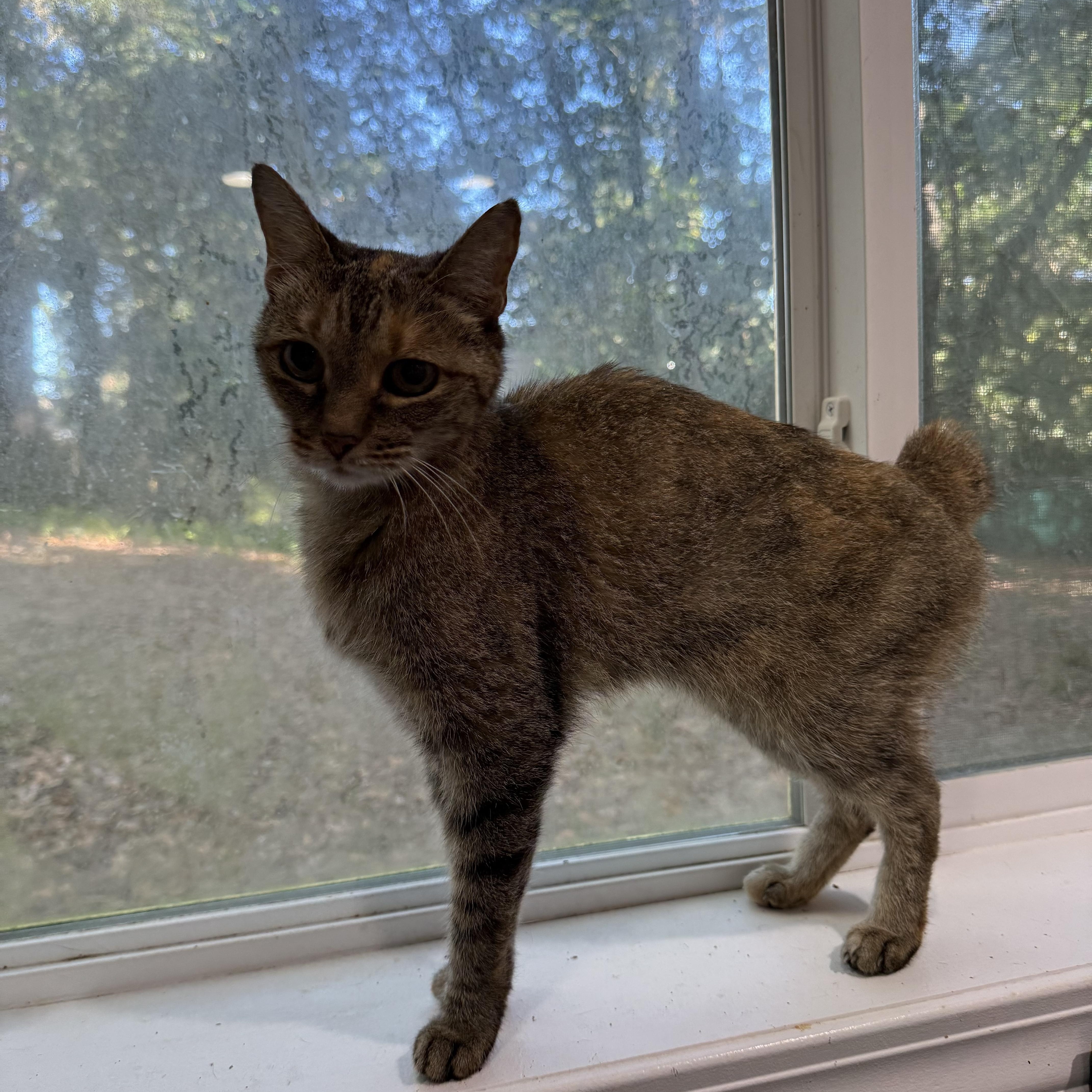 Enlarge Bobbie, a Adopted American Bobtail in Tallahassee, FL image 3/4