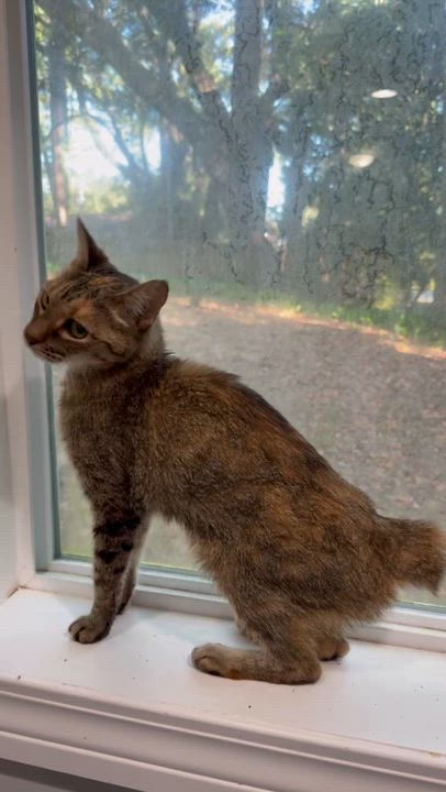 Enlarge Bobbie, a Adopted American Bobtail in Tallahassee, FL video 4/4