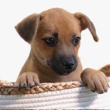 Enlarge Doris-small package, a Adoptable mixed breed in Tampa, FL image 2/4