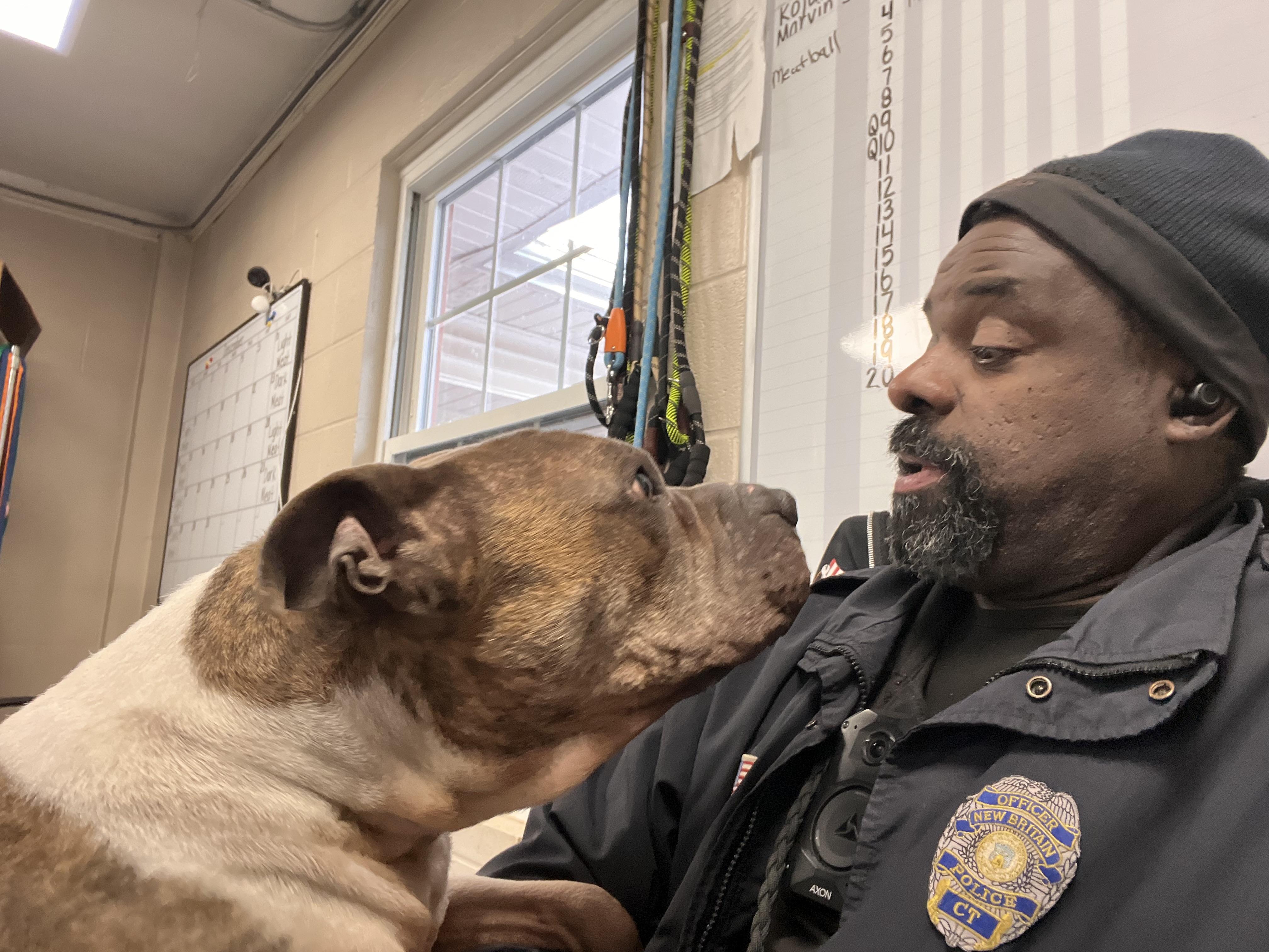 Meatball , ADOPTABLE, Adult Male American Bully & Pit Bull Terrier.