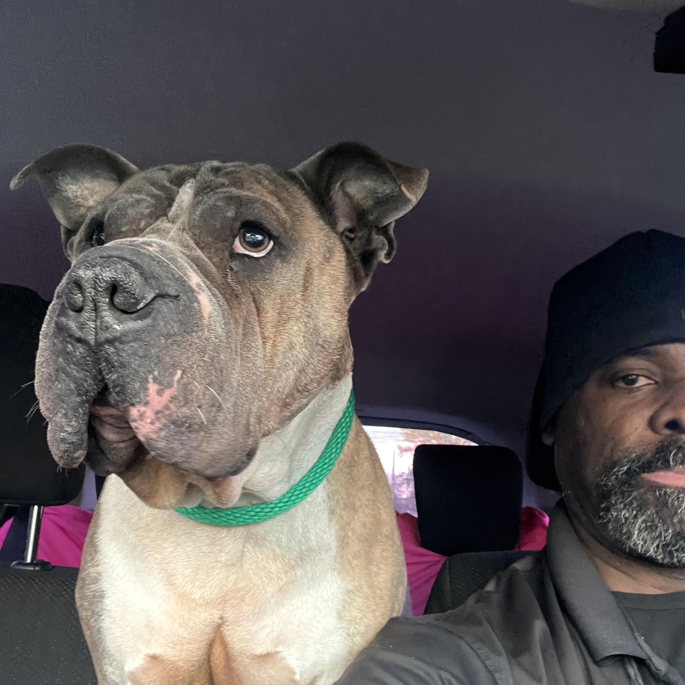 Meatball , a ADOPTABLE mixed breed in New Britain, CT image 2/5