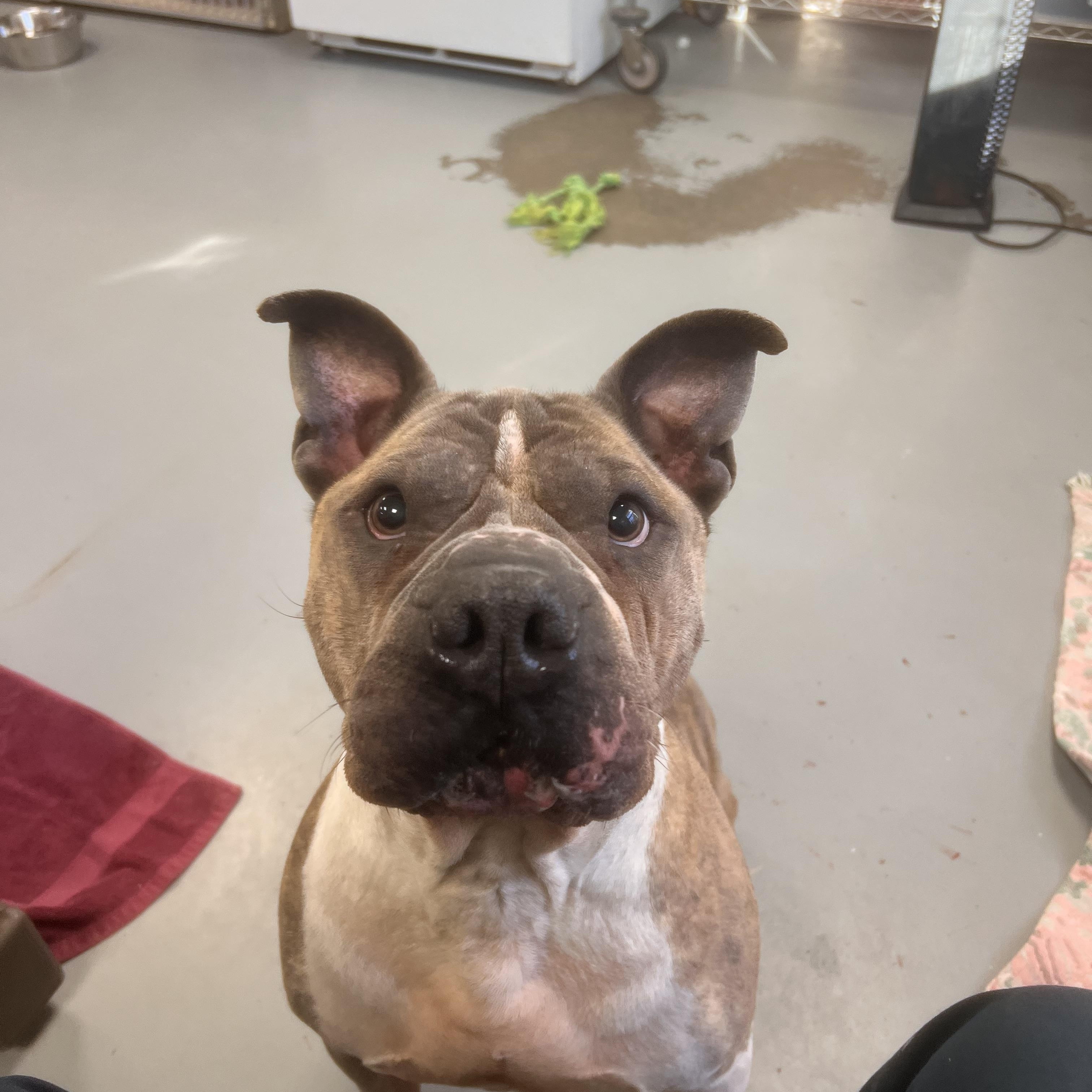 Meatball , a ADOPTABLE mixed breed in New Britain, CT image 3/5