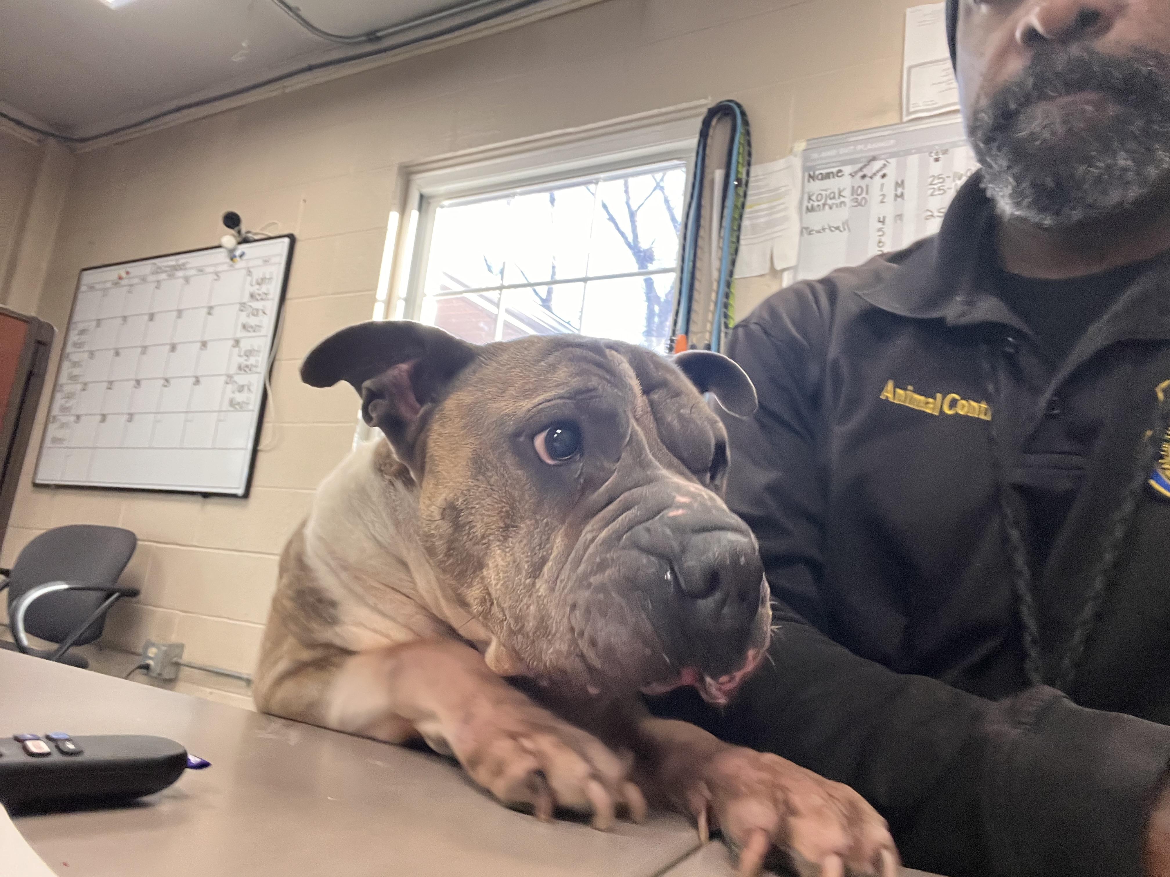 Meatball , a ADOPTABLE mixed breed in New Britain, CT image 4/5