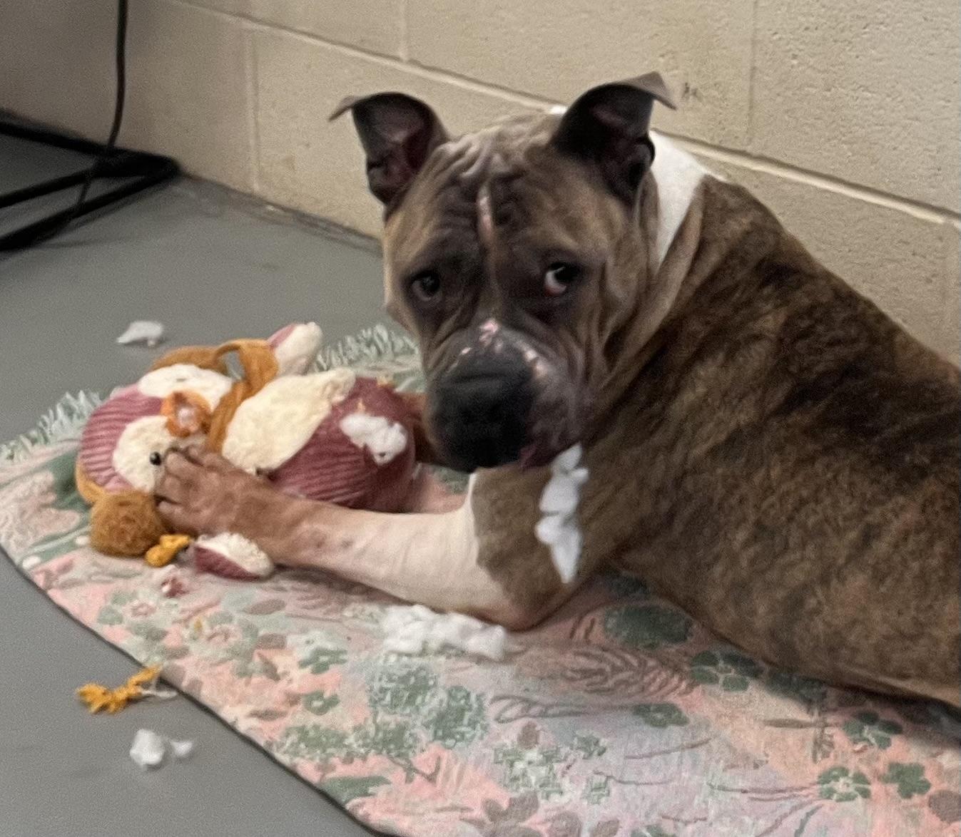 Meatball , a ADOPTABLE mixed breed in New Britain, CT image 5/5