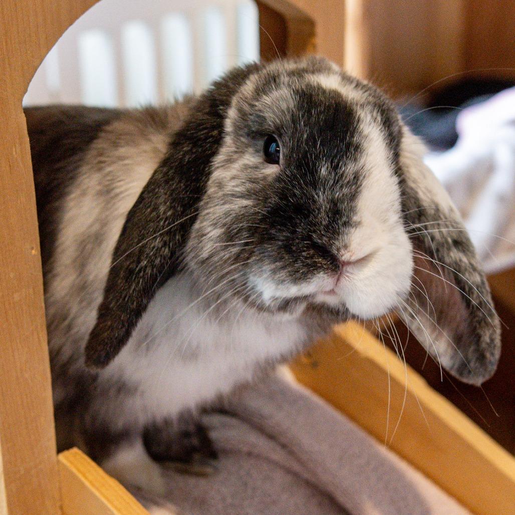 Enlarge Phoenix, a Adoptable American Fuzzy Lop in Kennebunk, ME image 1/6
