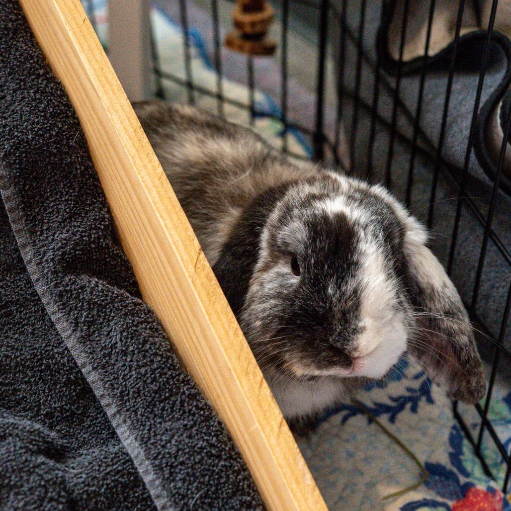 Enlarge Phoenix, a Adoptable American Fuzzy Lop in Kennebunk, ME image 2/6