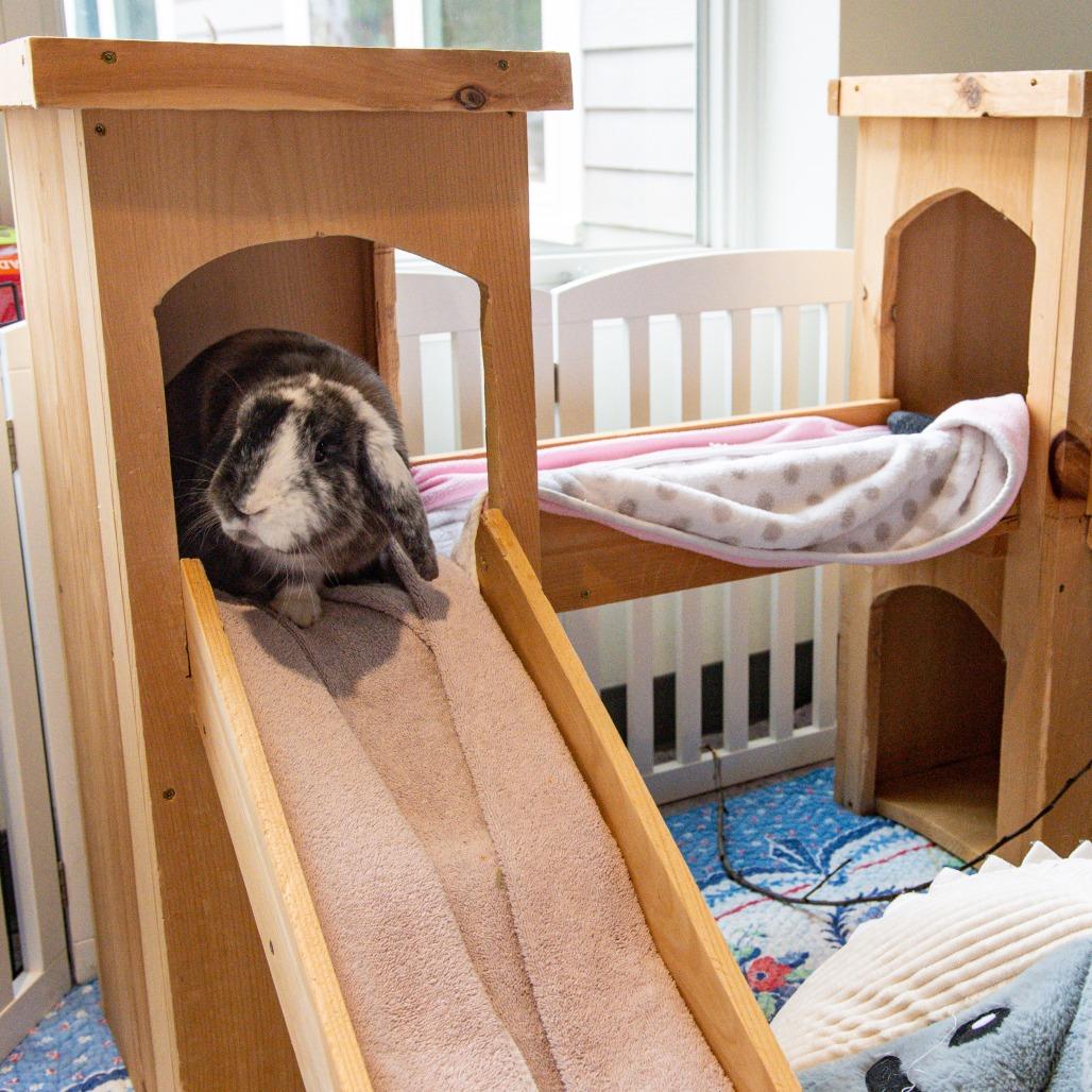 Enlarge Phoenix, a Adoptable American Fuzzy Lop in Kennebunk, ME image 3/6