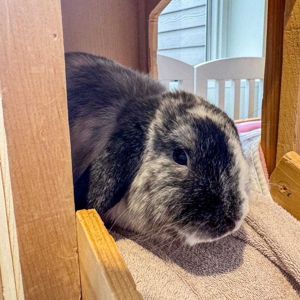 Enlarge Phoenix, a Adoptable American Fuzzy Lop in Kennebunk, ME image 4/6