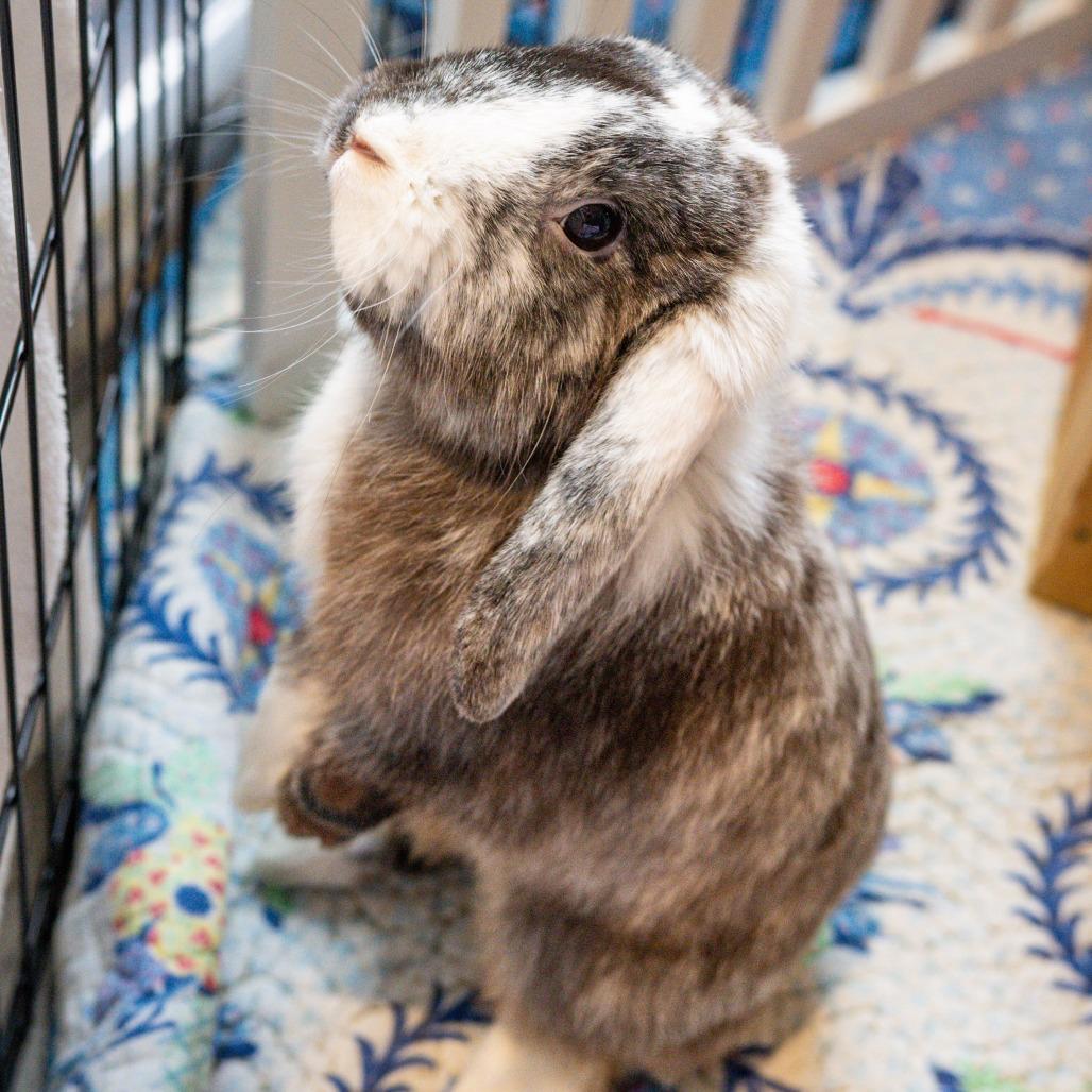 Enlarge Phoenix, a Adoptable American Fuzzy Lop in Kennebunk, ME image 5/6