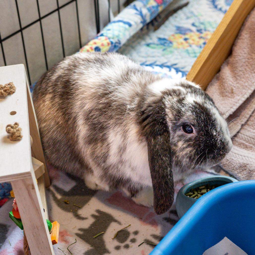 Enlarge Phoenix, a Adoptable American Fuzzy Lop in Kennebunk, ME image 6/6