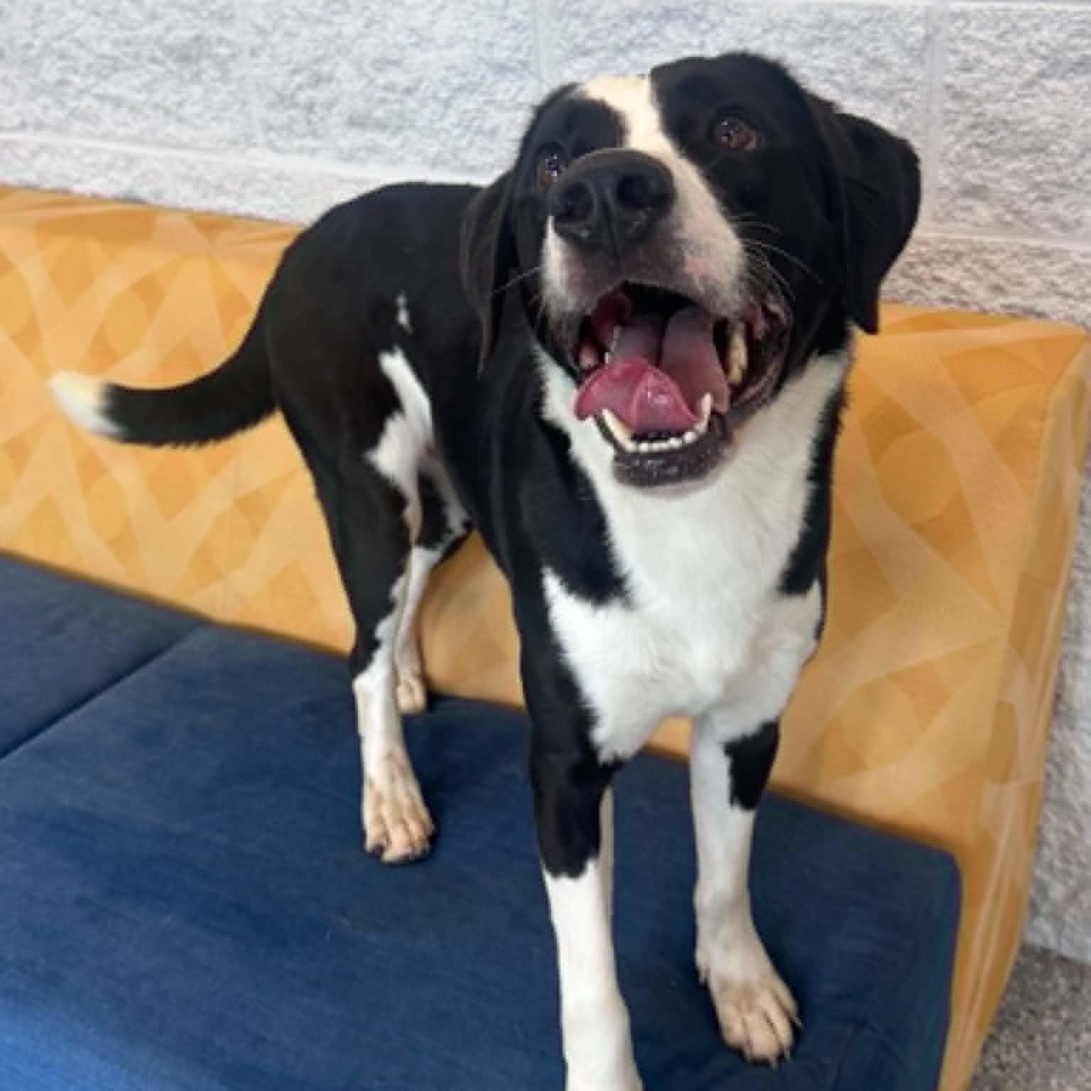 Enlarge Harvey, a ADOPTABLE mixed breed in Danbury, CT image 3/5