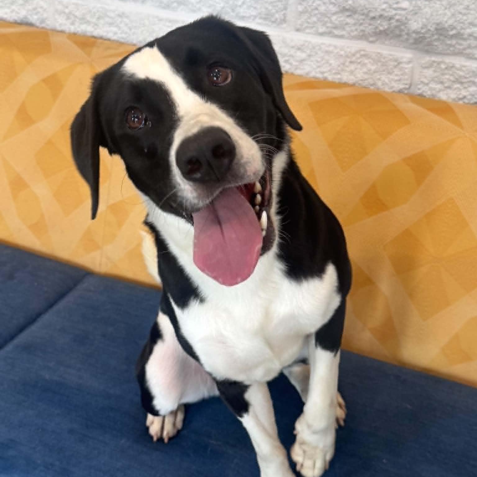 Harvey, ADOPTABLE, Young Male Hound.