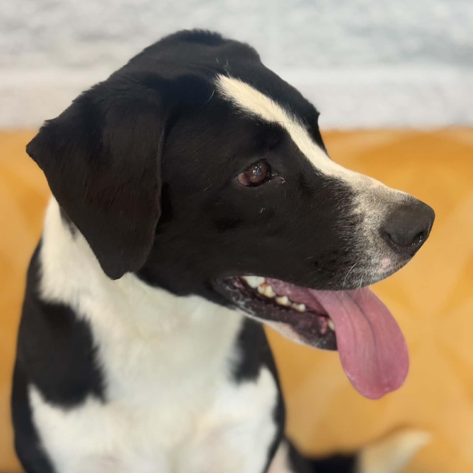 Enlarge Harvey, a ADOPTABLE mixed breed in Danbury, CT image 5/5