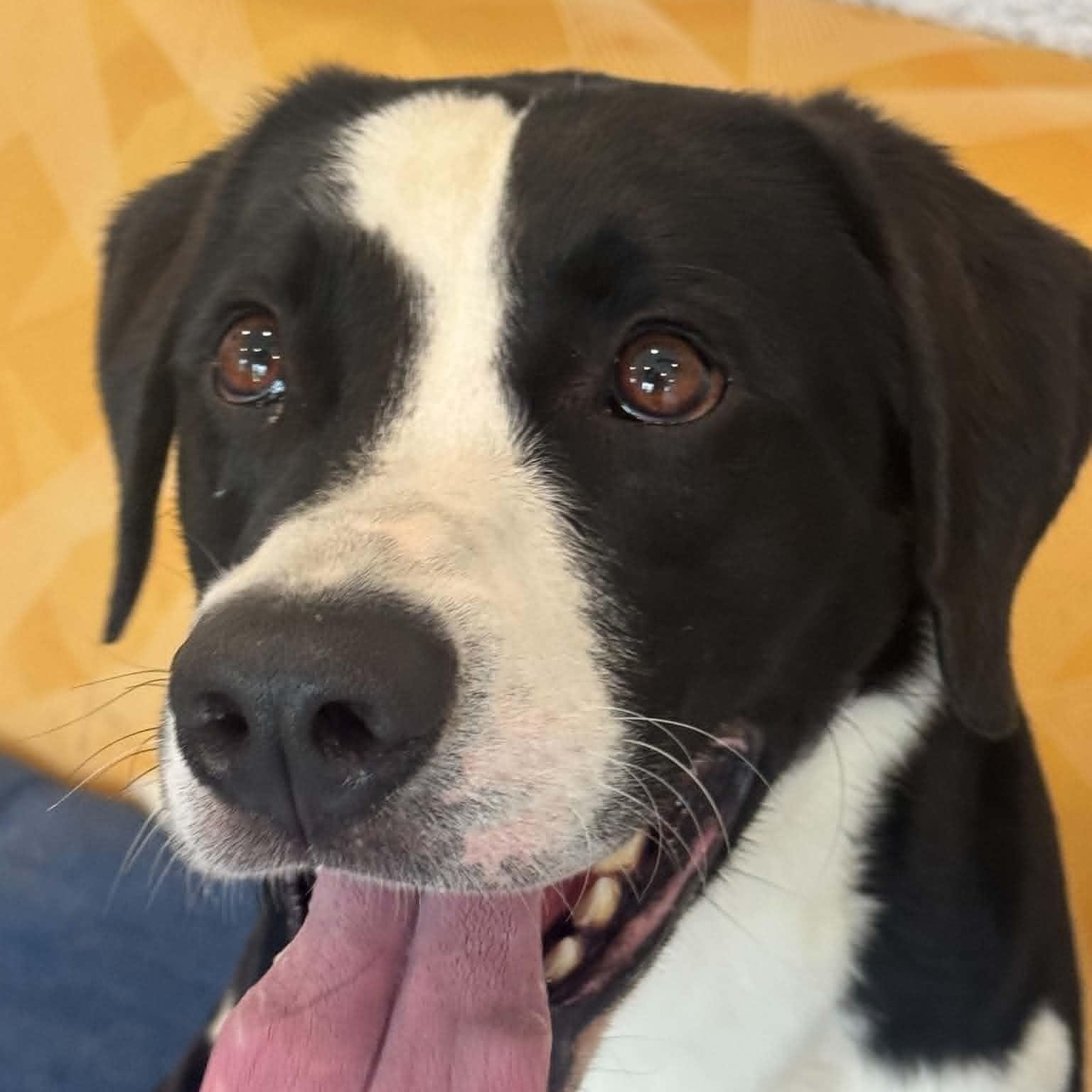 Enlarge Harvey, a ADOPTABLE mixed breed in Danbury, CT image 2/5
