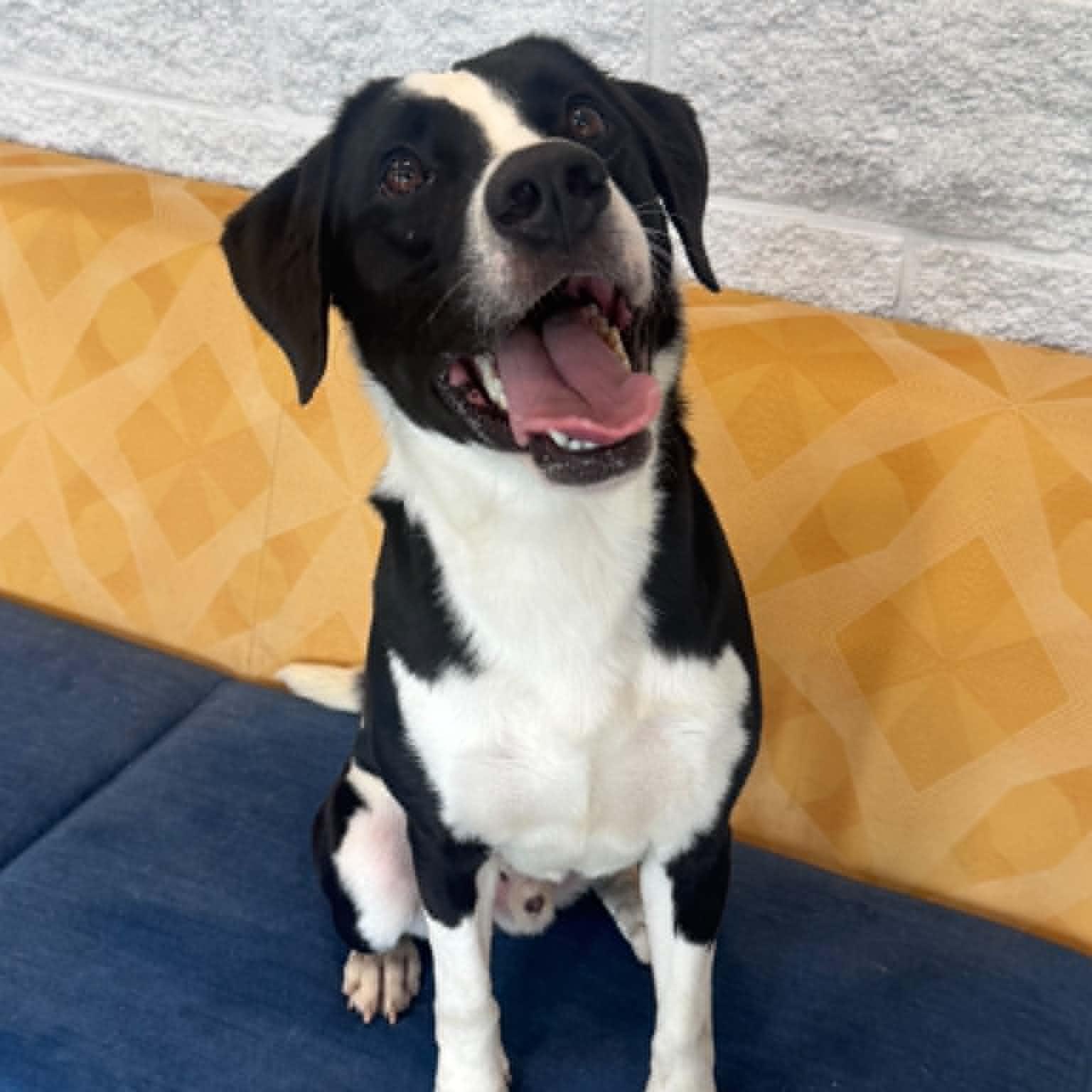 Enlarge Harvey, a ADOPTABLE mixed breed in Danbury, CT image 4/5