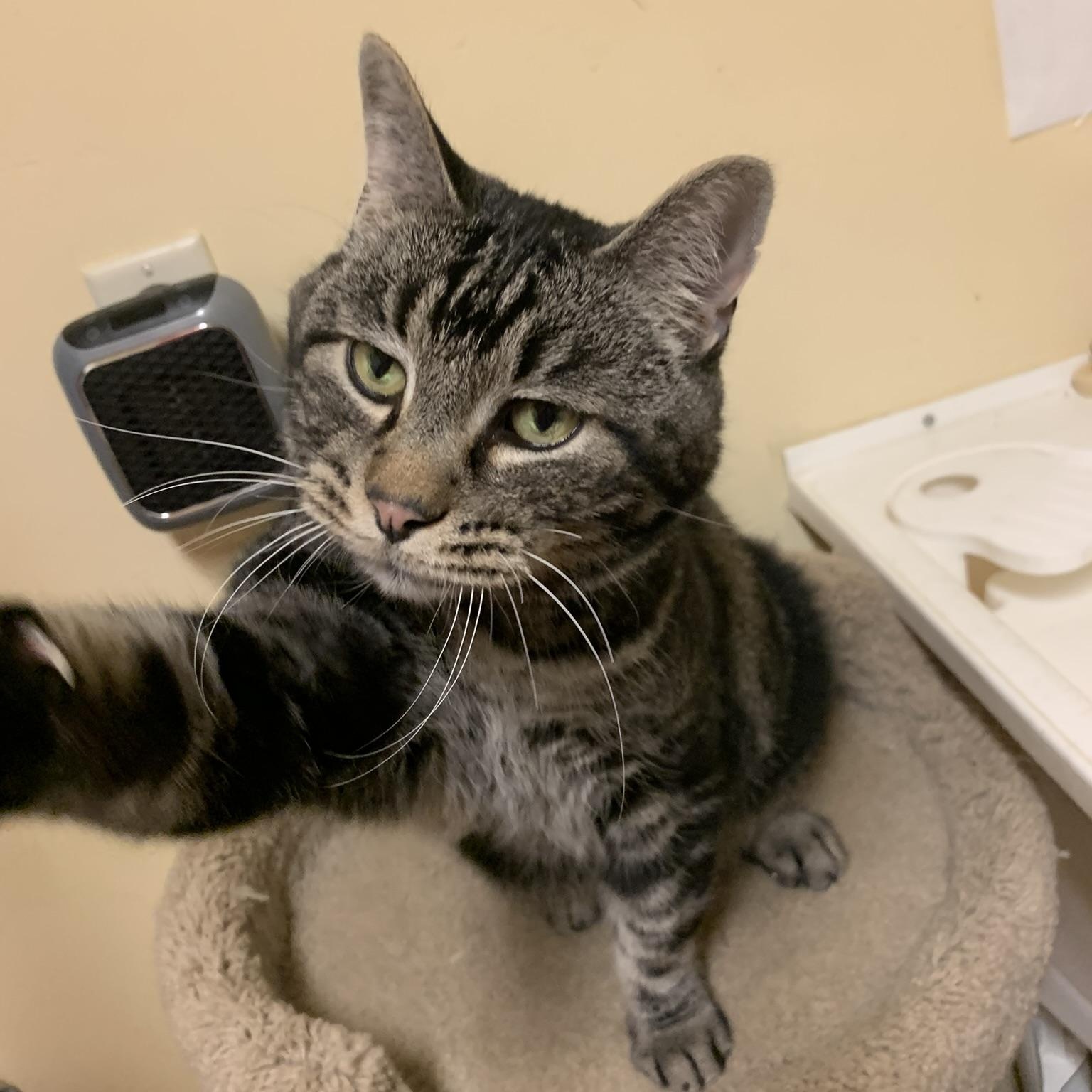 Paul, a Adoptable Domestic Short Hair in Thayne, WY image 2/5