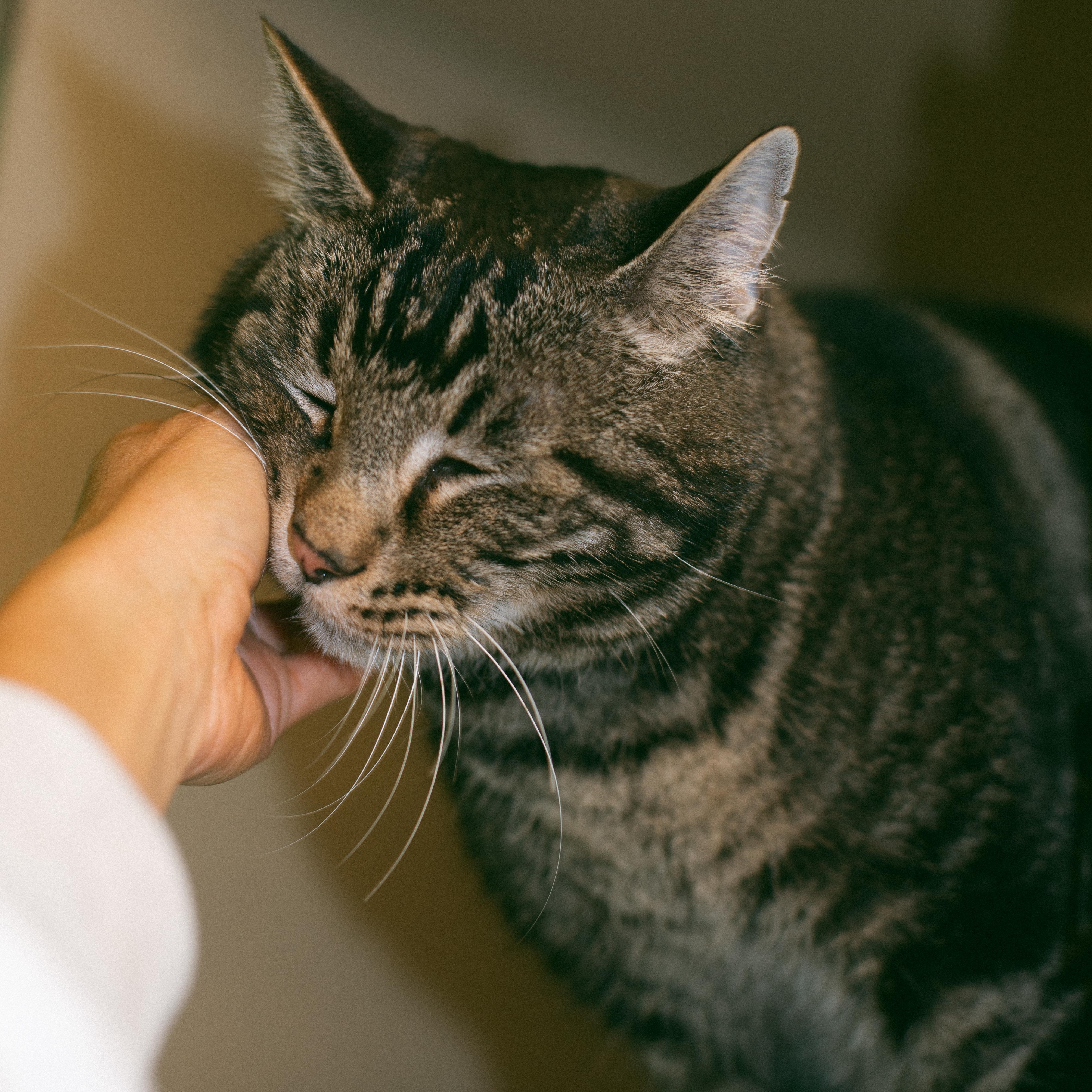 Paul, a Adoptable Domestic Short Hair in Thayne, WY image 5/5