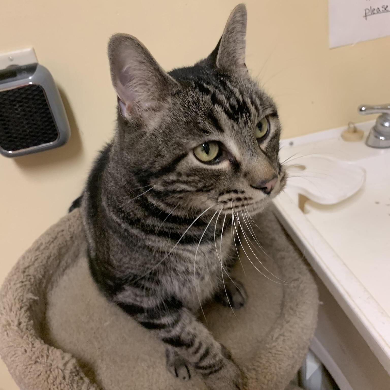 Paul, a Adoptable Domestic Short Hair in Thayne, WY image 1/5