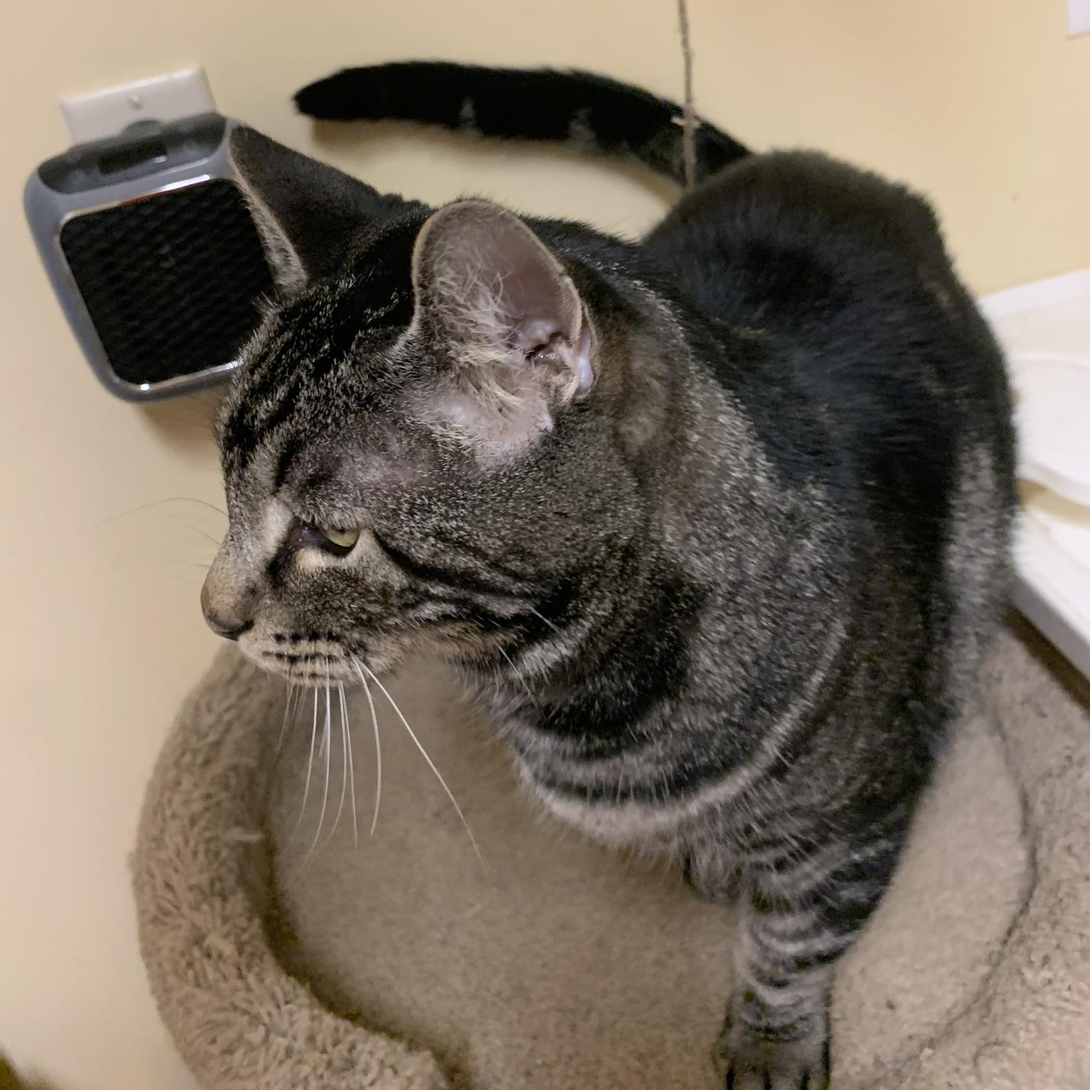 Paul, a Adoptable Domestic Short Hair in Thayne, WY image 4/5