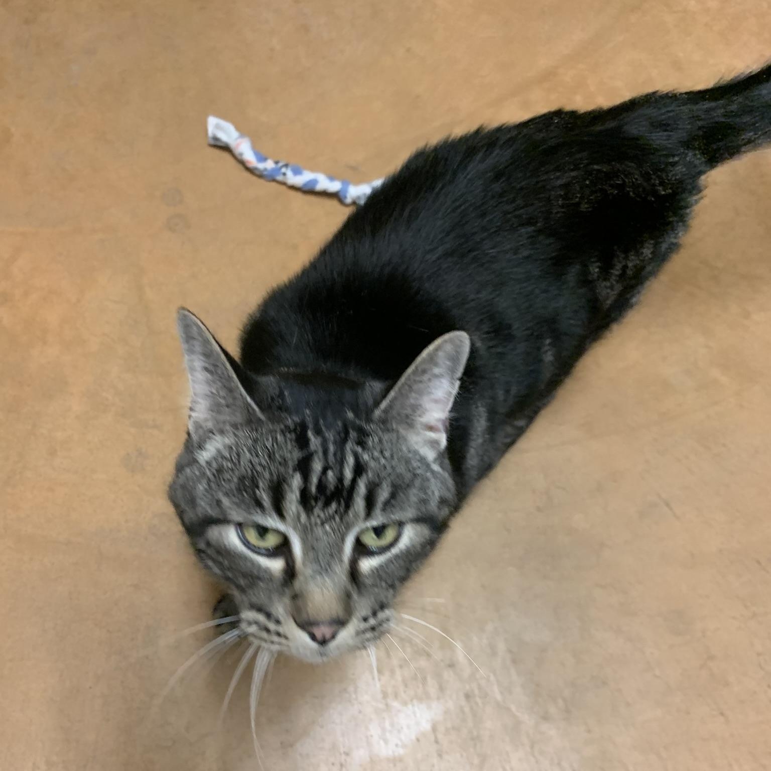 Paul, a Adoptable Domestic Short Hair in Thayne, WY image 3/5