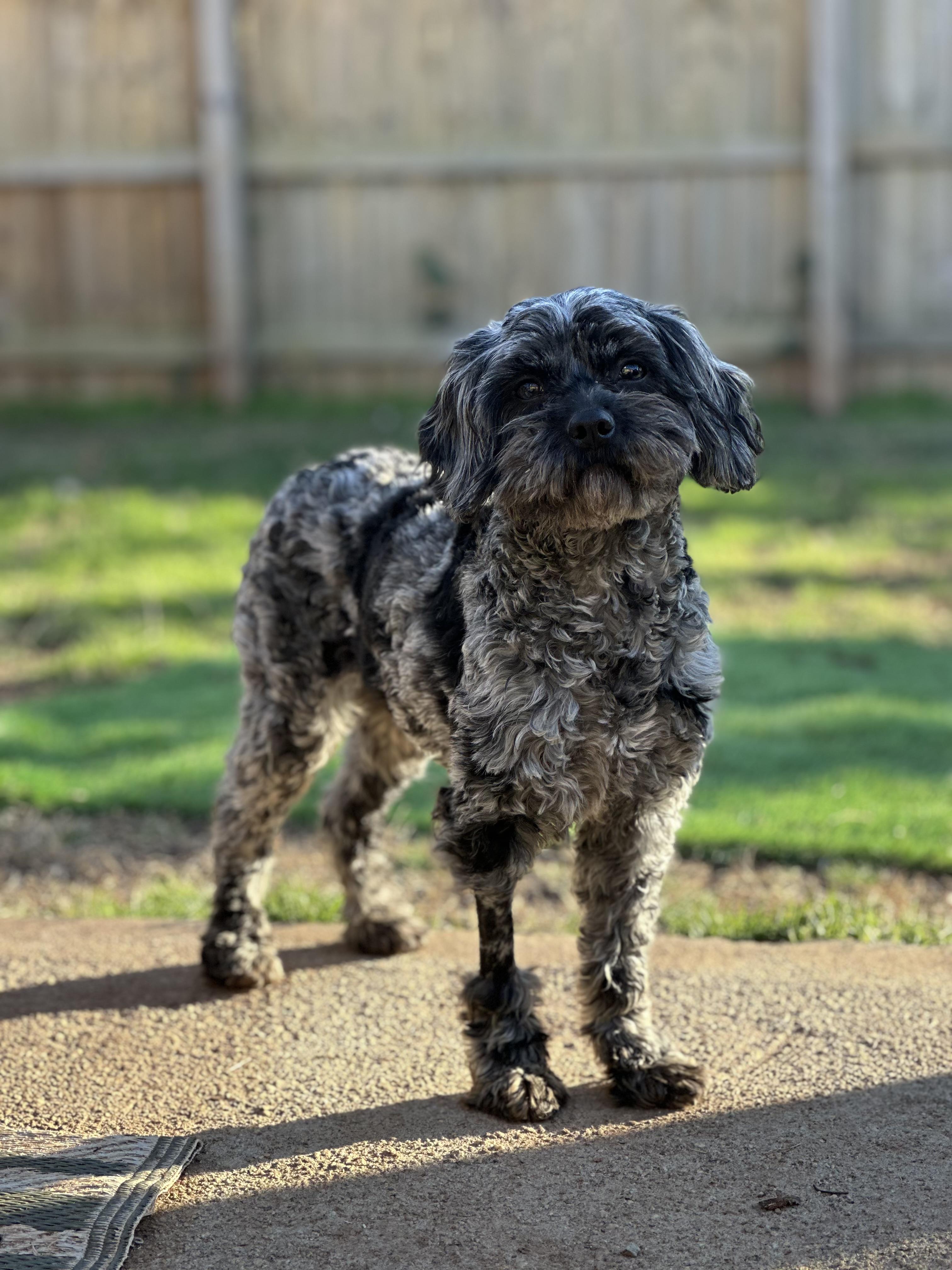 Enlarge Potato, an adopted mixed breed in Atlanta, GA image 1/5