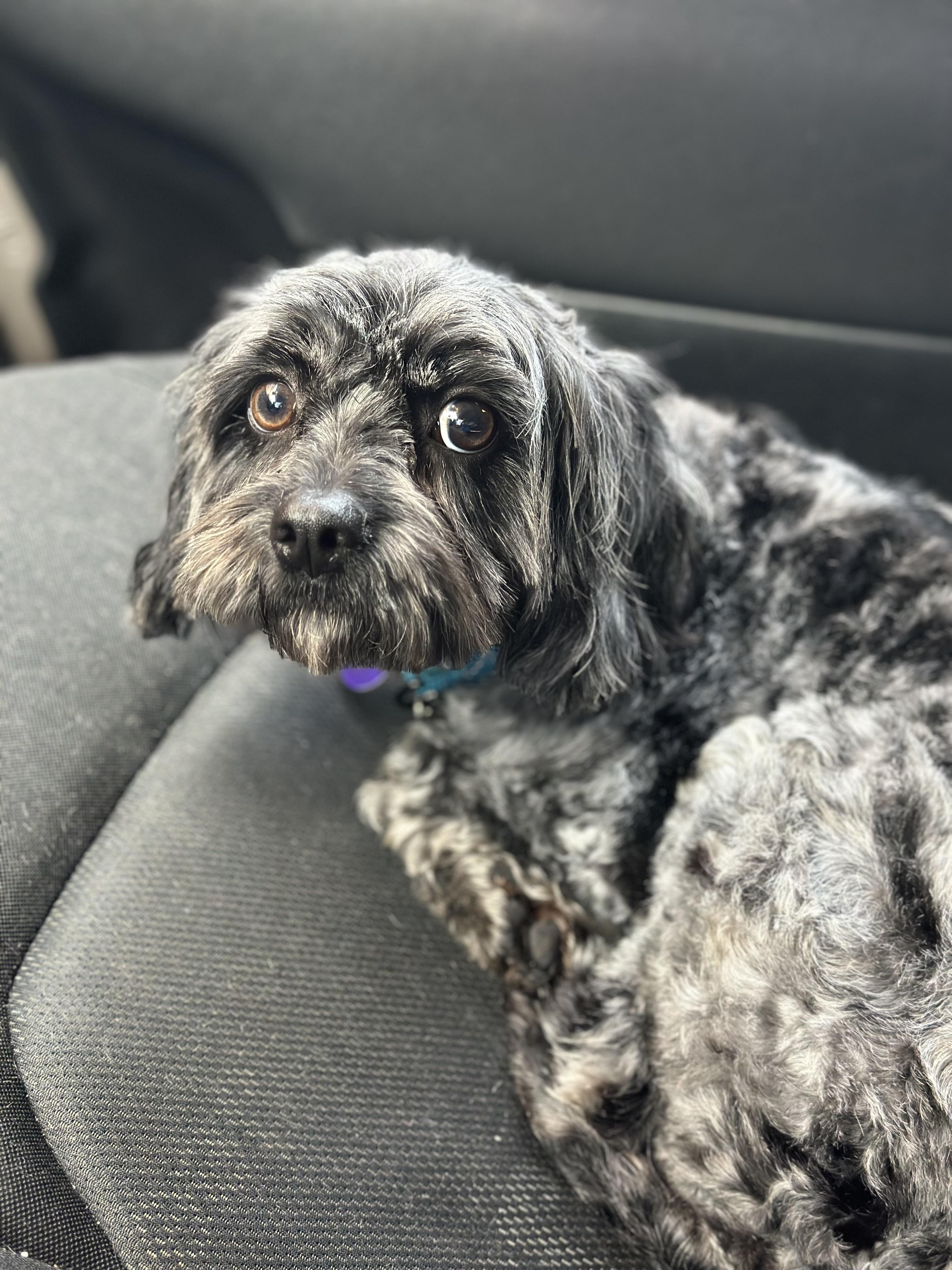 Enlarge Potato, an adopted mixed breed in Atlanta, GA image 5/5