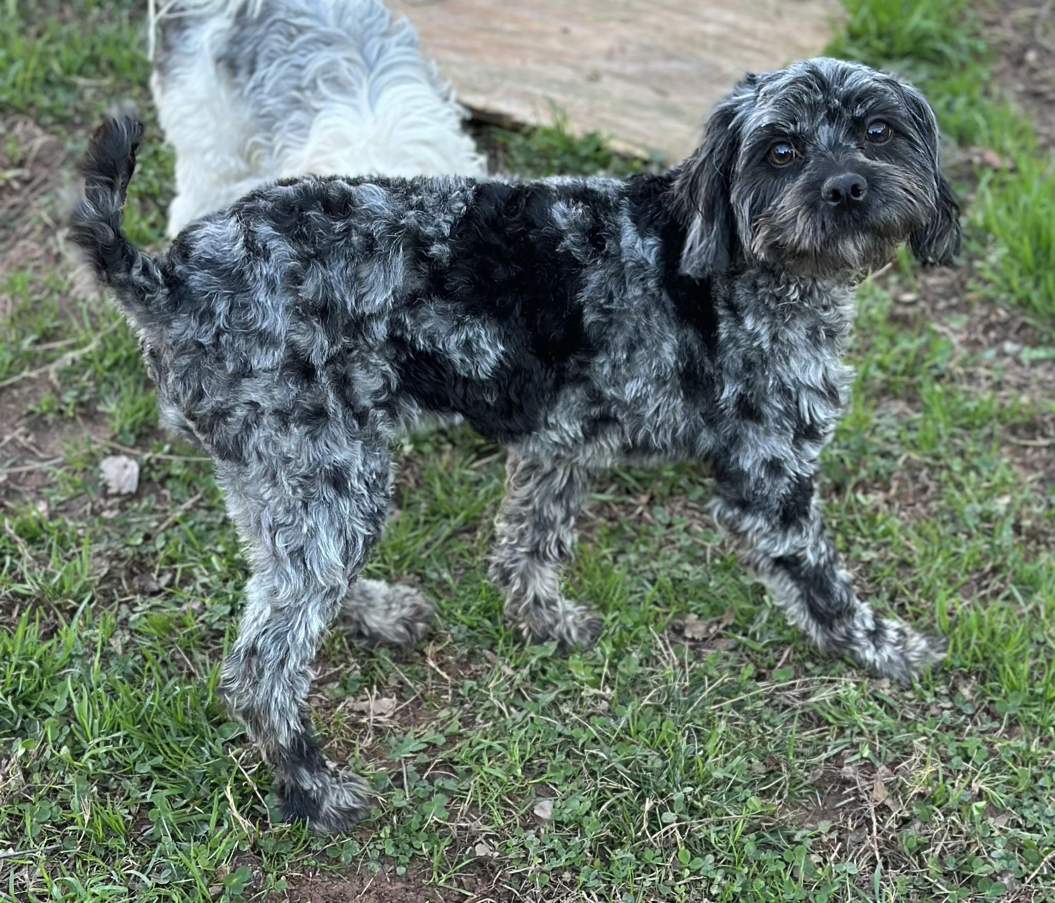 Enlarge Potato, an adopted mixed breed in Atlanta, GA image 4/5