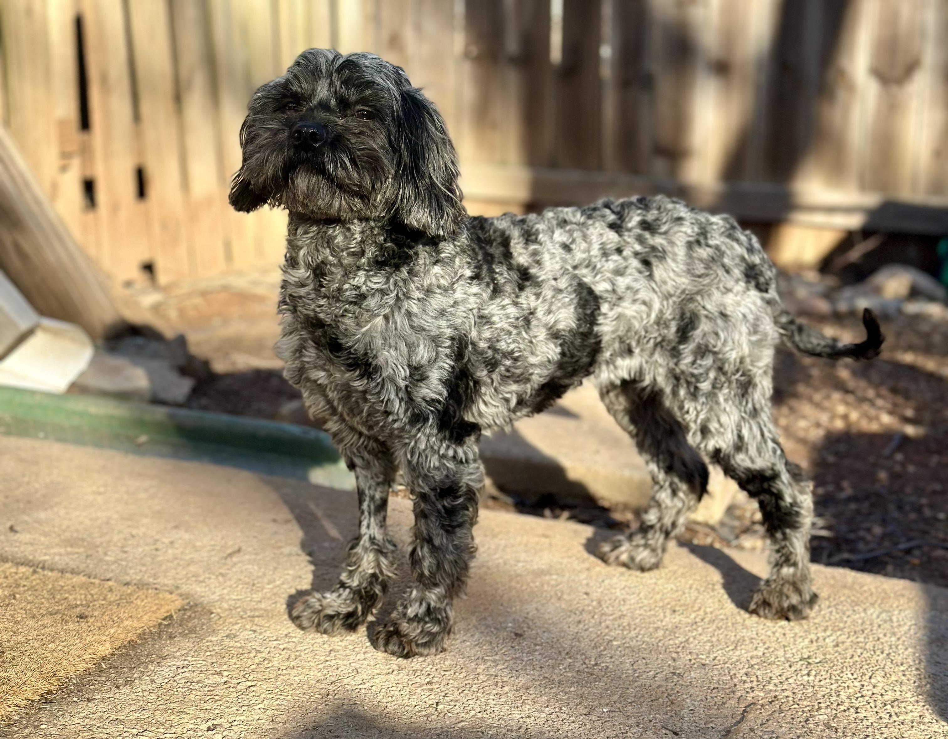 Enlarge Potato, an adopted mixed breed in Atlanta, GA image 2/5