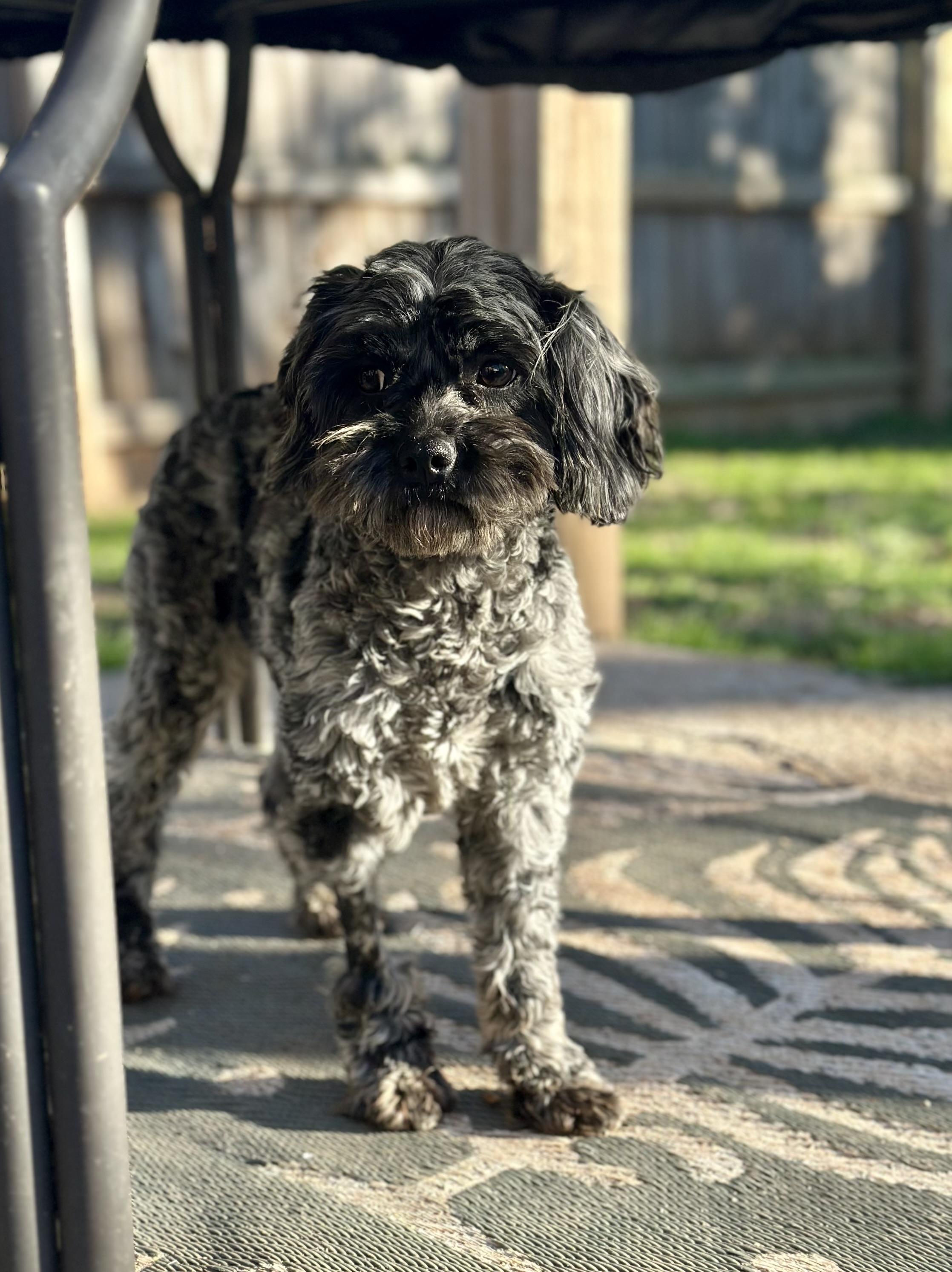 Enlarge Potato, an adopted mixed breed in Atlanta, GA image 3/5