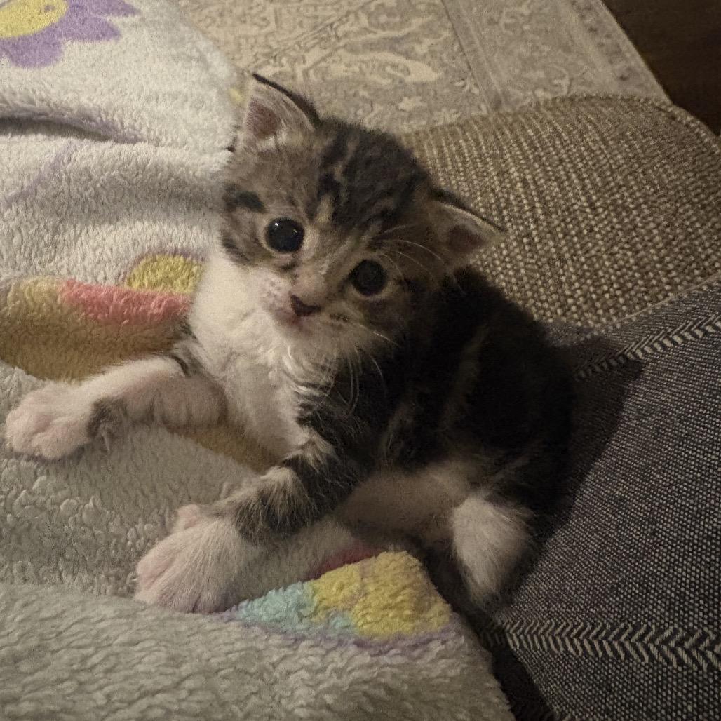 Enlarge Patty Pickles, a ADOPTABLE Domestic Short Hair in KANSAS CITY, KS image 3/5