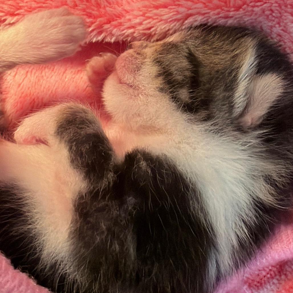 Enlarge Patty Pickles, a ADOPTABLE Domestic Short Hair in KANSAS CITY, KS image 5/5