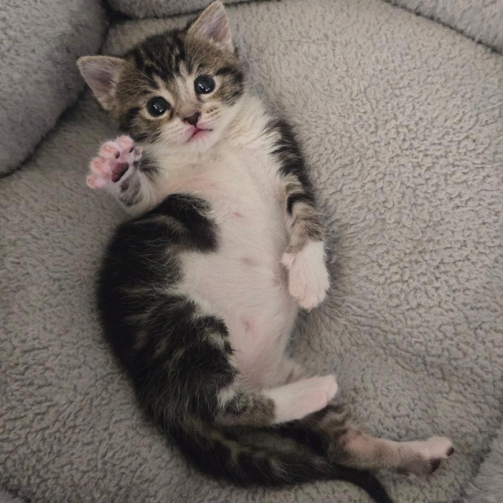 Enlarge Patty Pickles, a ADOPTABLE Domestic Short Hair in KANSAS CITY, KS image 2/5