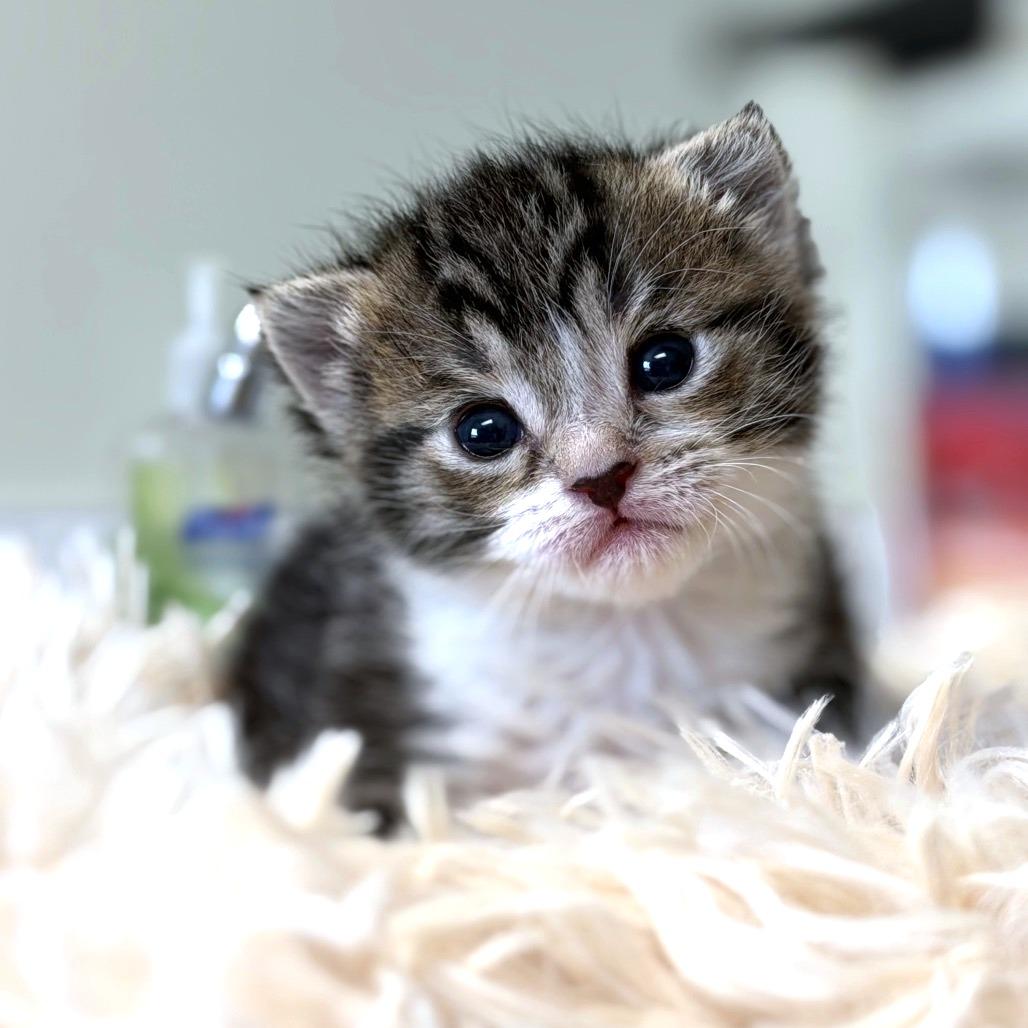 Enlarge Patty Pickles, a ADOPTABLE Domestic Short Hair in KANSAS CITY, KS image 4/5