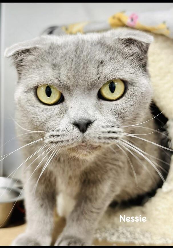 Nessie, Adoptable, Adult Female Scottish Fold.