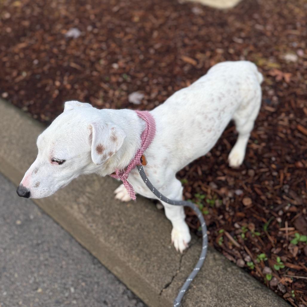 Tofu, a Adoptable mixed breed in Newberg, OR image 1/6