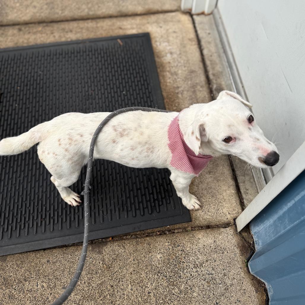 Tofu, a Adoptable mixed breed in Newberg, OR image 2/6