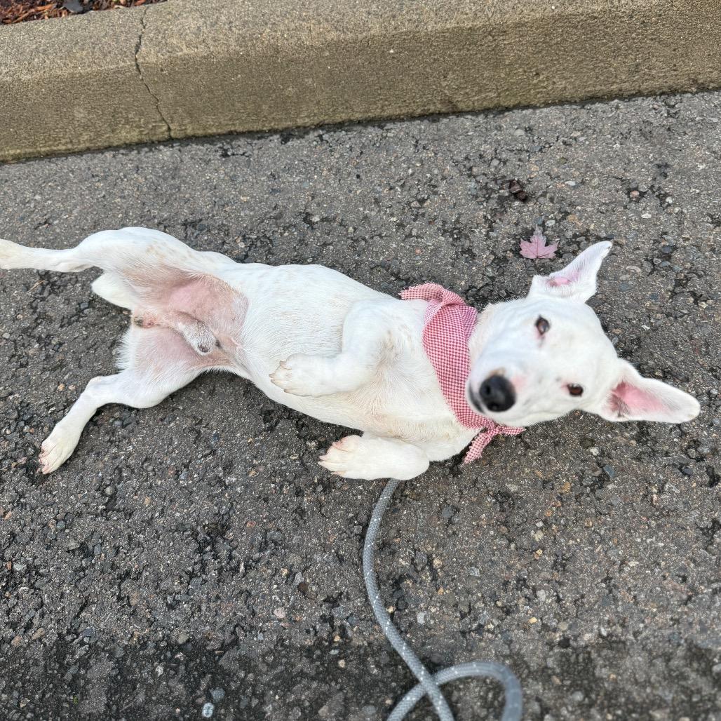 Tofu, a Adoptable mixed breed in Newberg, OR image 3/6