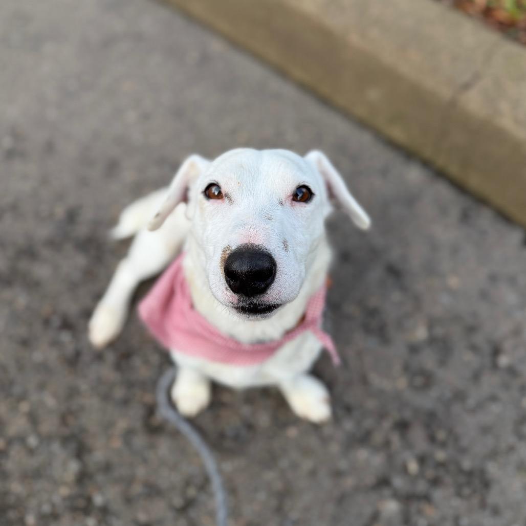 Tofu, a Adoptable mixed breed in Newberg, OR image 4/6