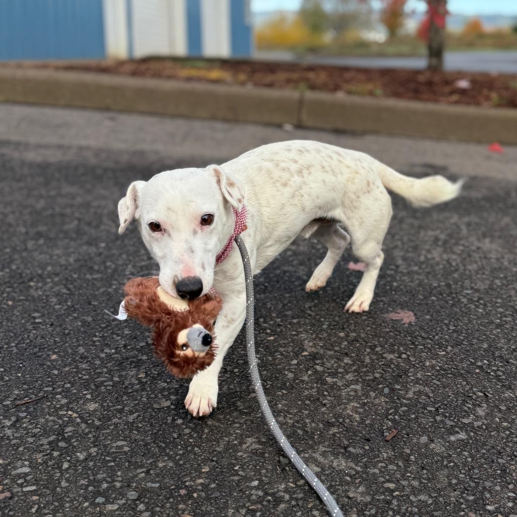 Tofu, a Adoptable mixed breed in Newberg, OR image 5/6