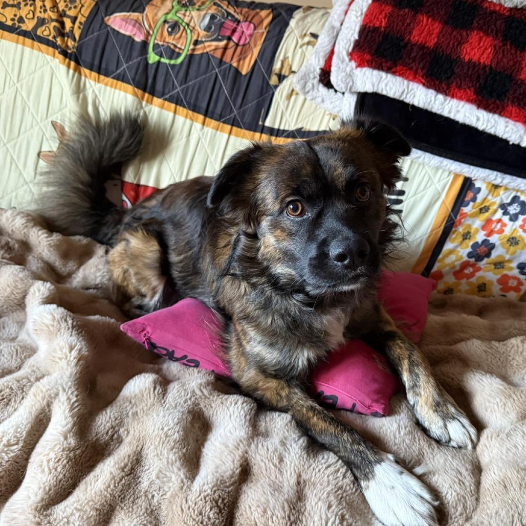 Enlarge Billy, a Adoptable mixed breed in Calgary, AB image 2/6