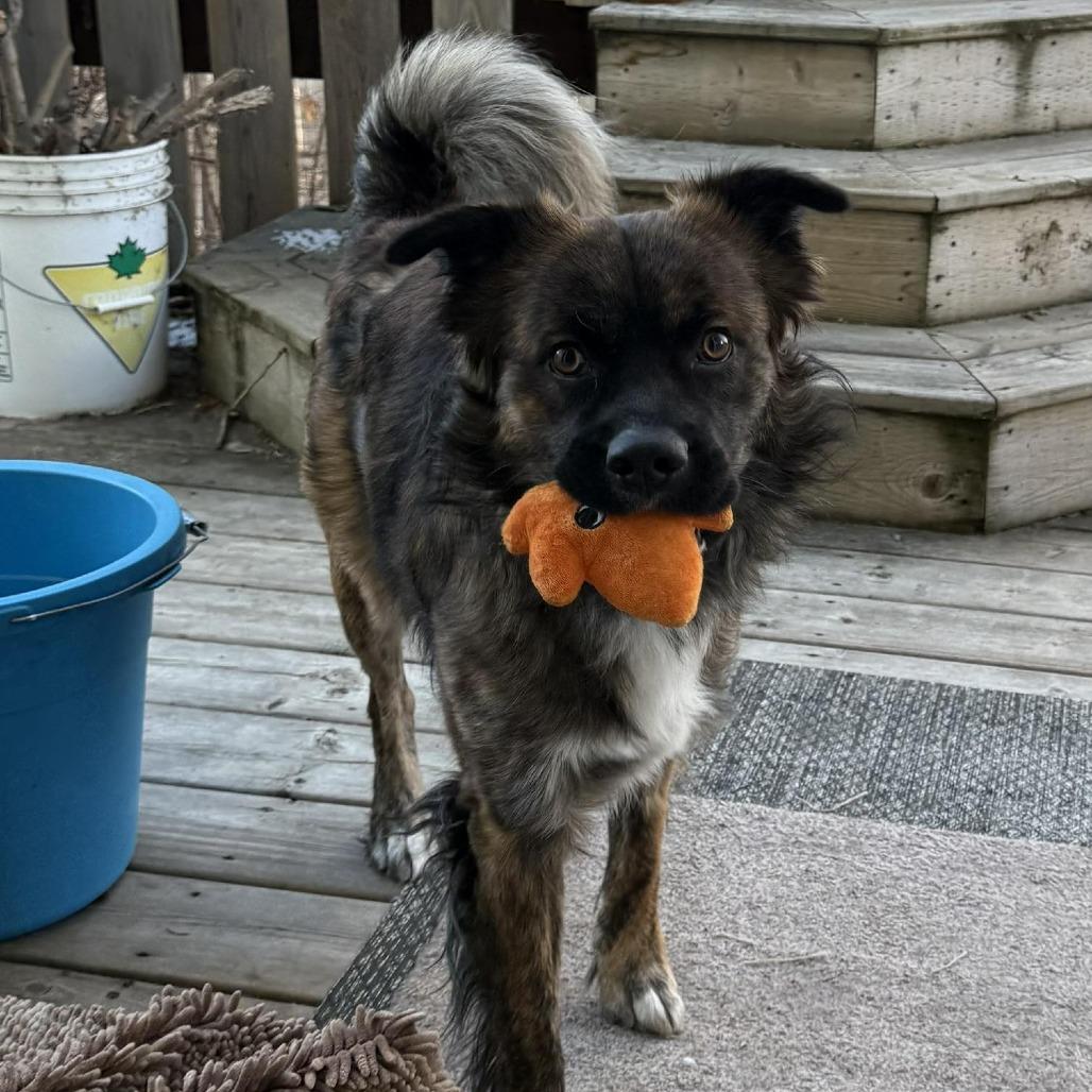 Enlarge Billy, a Adoptable mixed breed in Calgary, AB image 3/6